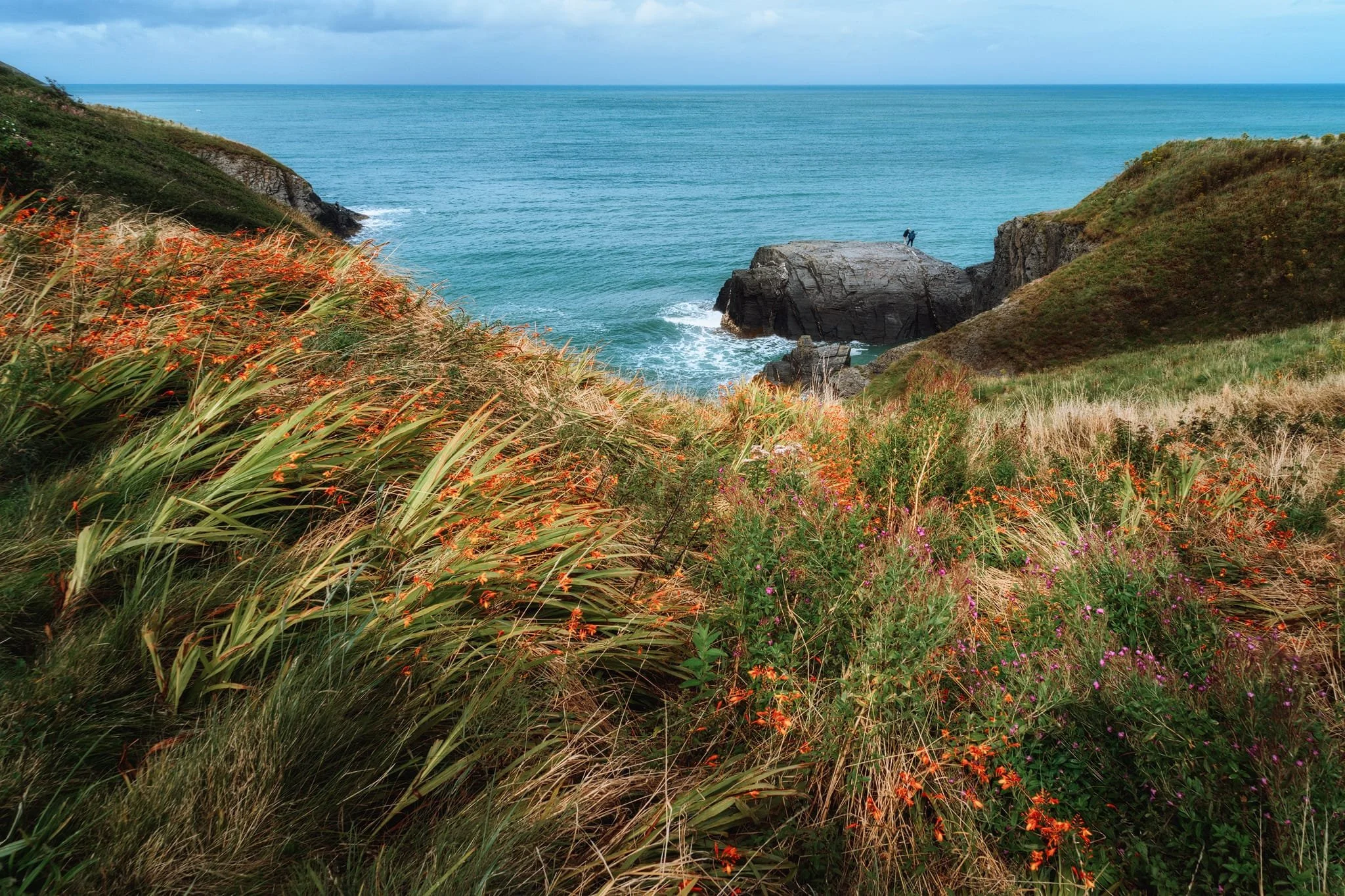 The cliffs were lush with colourful flowers, especially of the vibrant vermilion Coppertips, or Crocosmia × crocosmiiflora , (also sometimes called