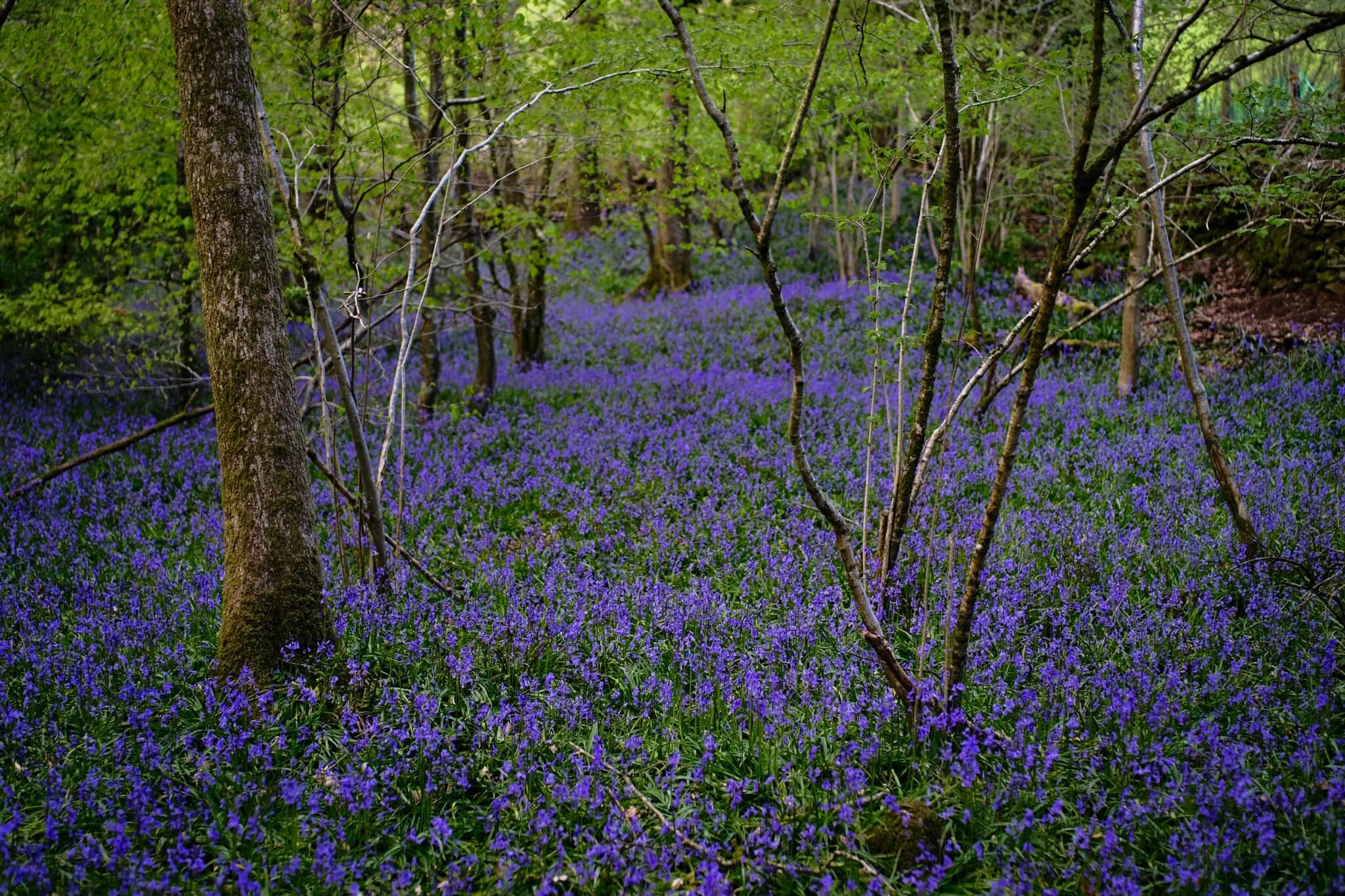 Just stupendous. A veritable carpet or sea of bluebells.