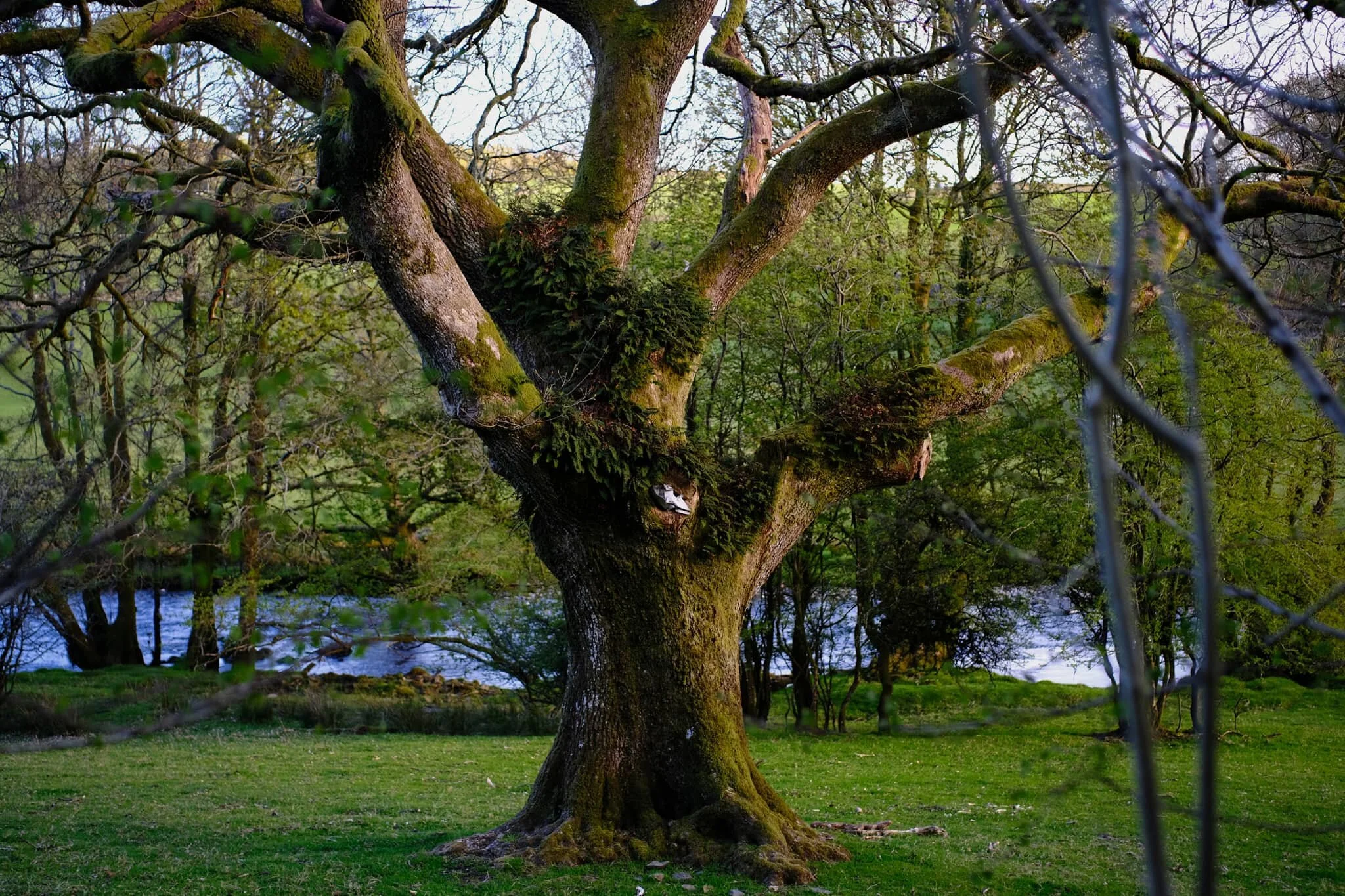A much older tree, catching some sunset side light.