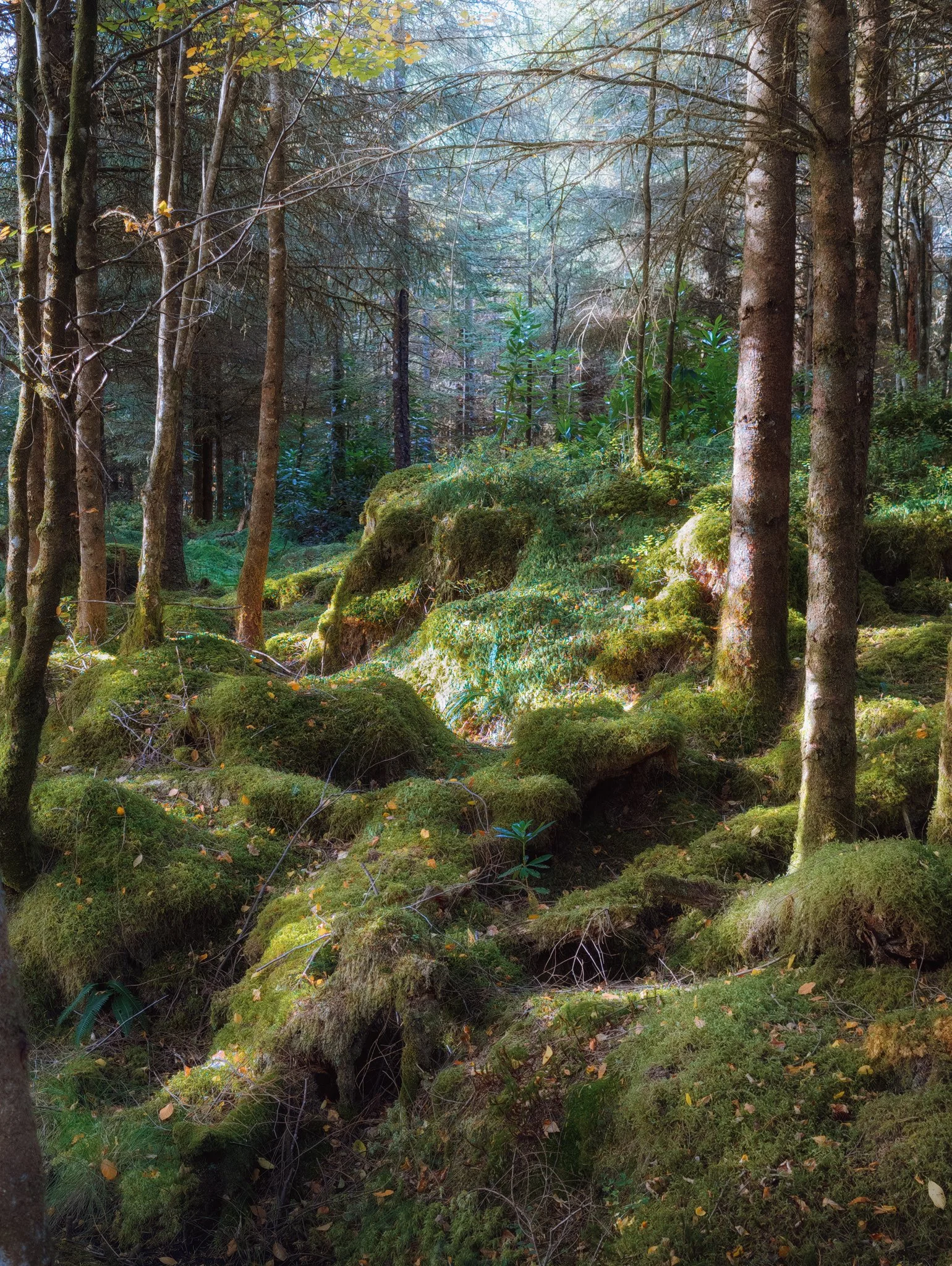 Above the gorge, moss-covered tree roots and soft light provide an enchanting scene for me to photograph.
