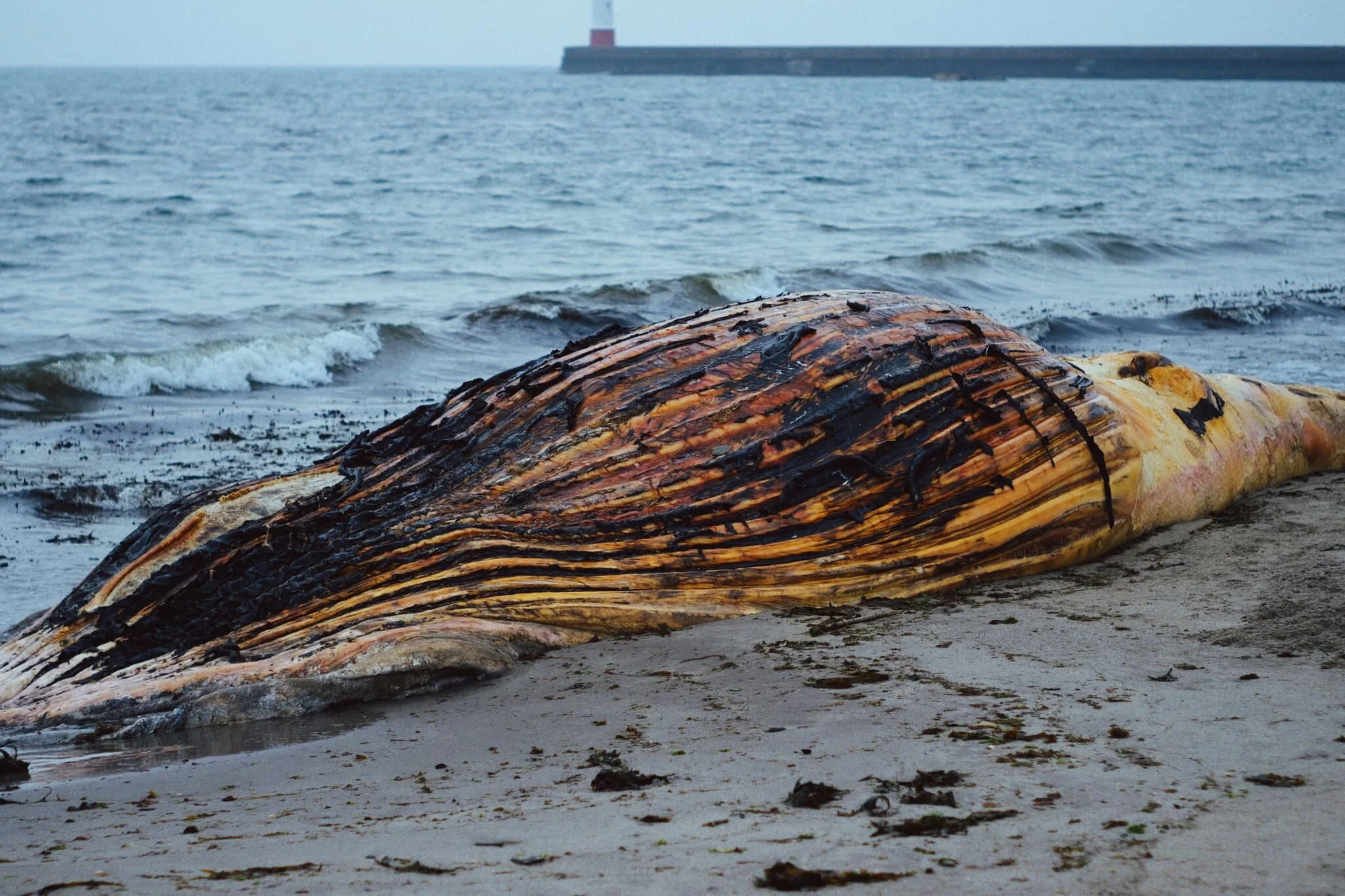 Welp, this was an unexpected find. The bloated carcass of a whale, long dead and washed up on the shore of Meadow Haven. I couldn’t tell you what type of whale it was.