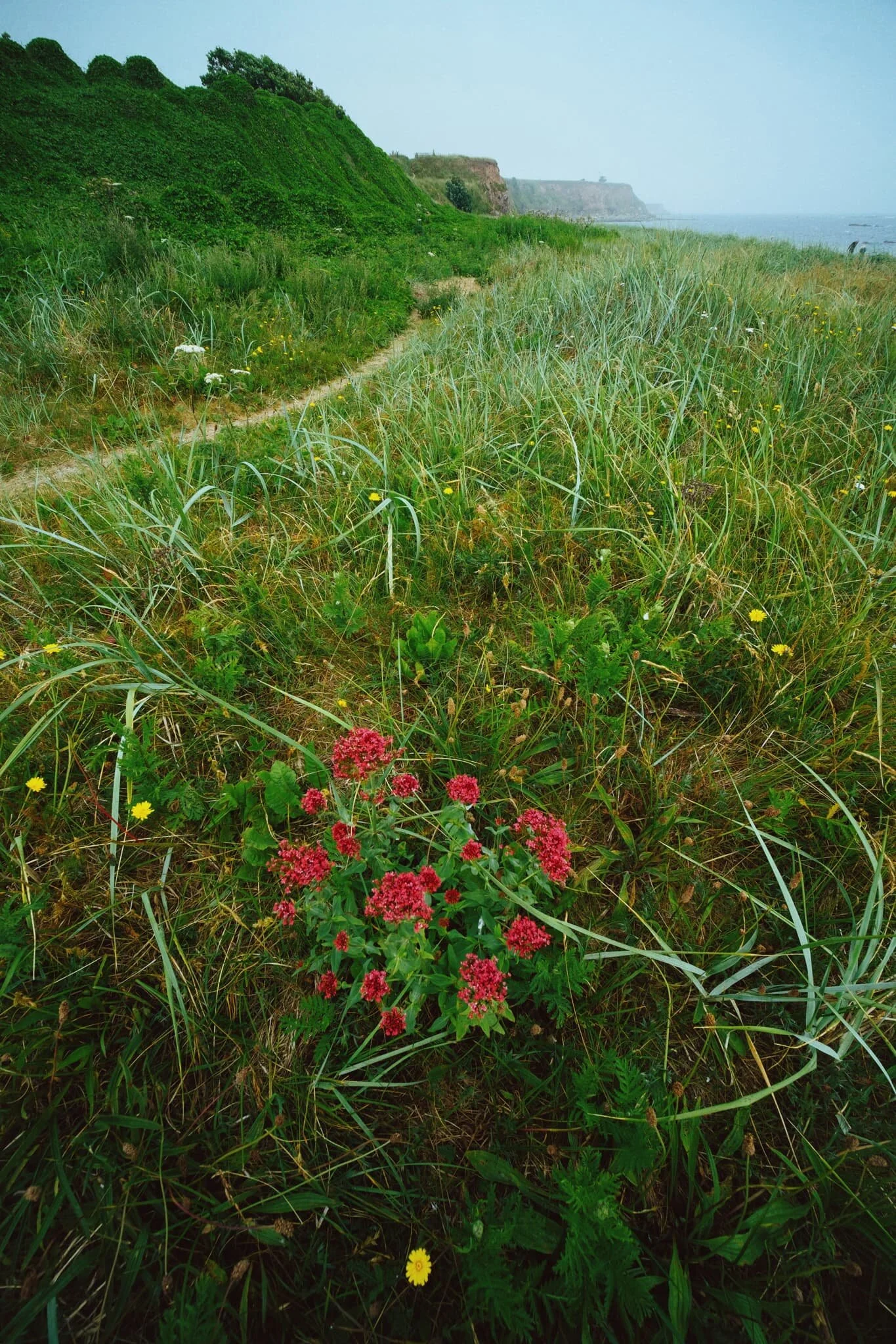 A lovely clump of Red Valerian amongst the reeds and sand dunes, Centranthus ruber .