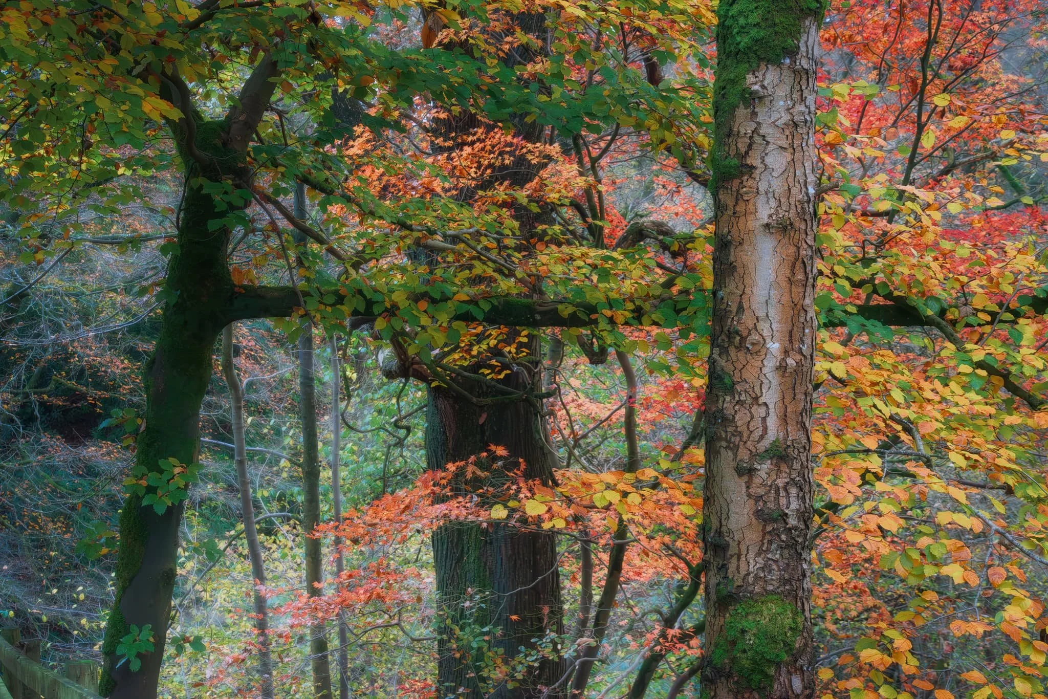 I spotted an interesting group of trees further along the lake shore, together forming a capital ‘H’, with vibrant autumn foliage punctuating their composition.