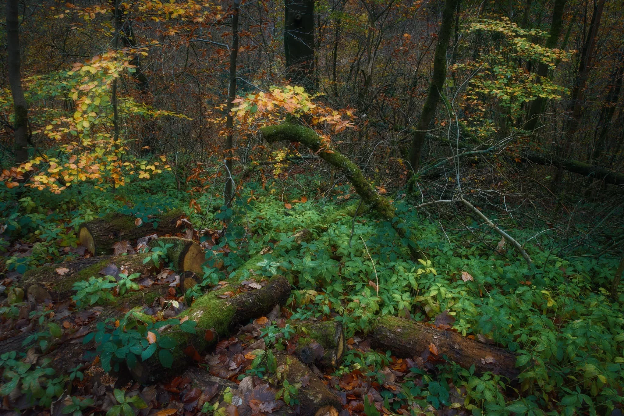 A dark little scene in Clapham Woods, where little pops of autumn colour punctuate the dense woodland.