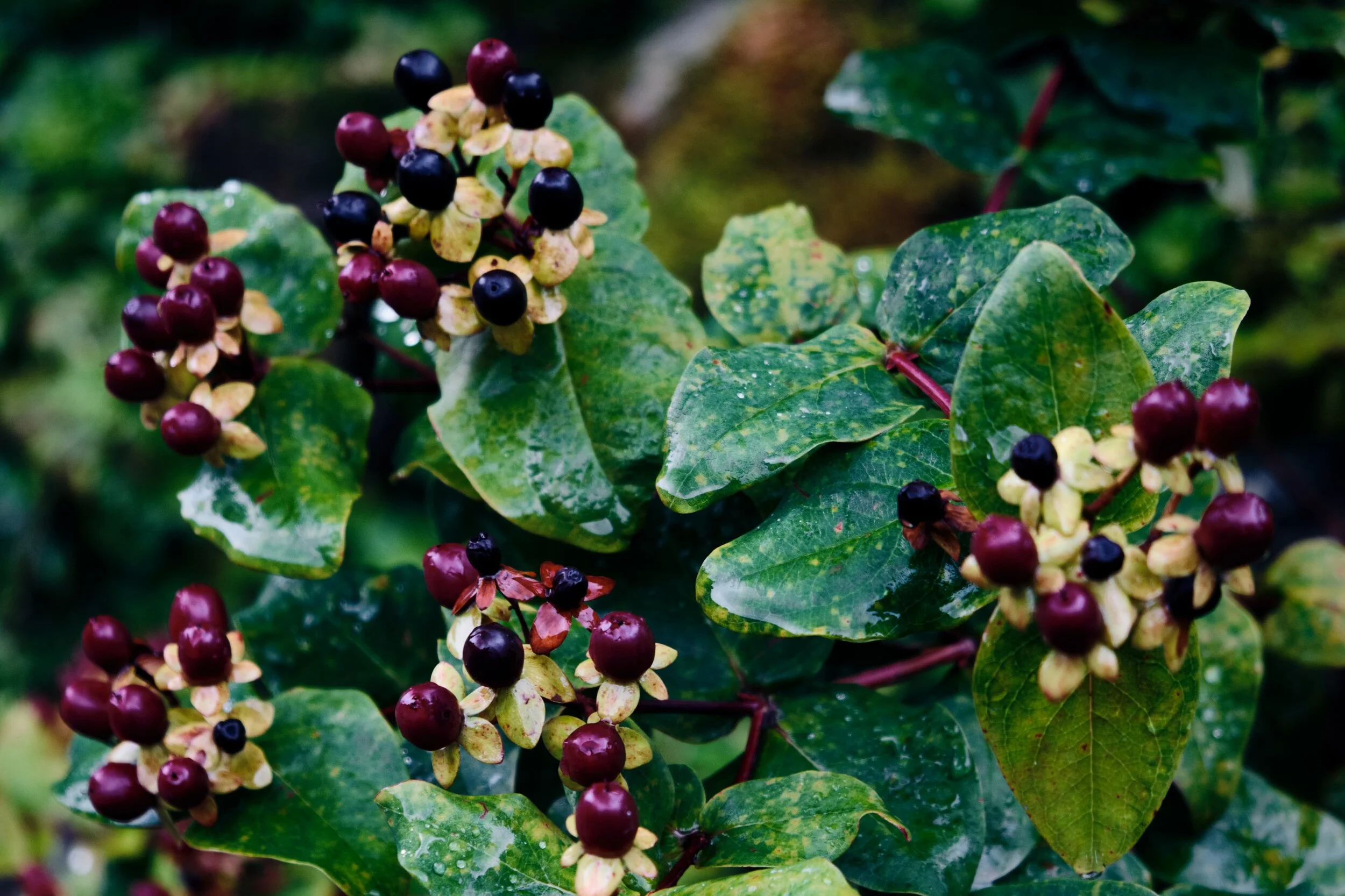 This is Tutsan or Shrubby St. John’s Wort ( Hypericum androsaemum ). As the berries contain hypericin they are toxic to humans, causing nausea and diarrhoea if ingested.