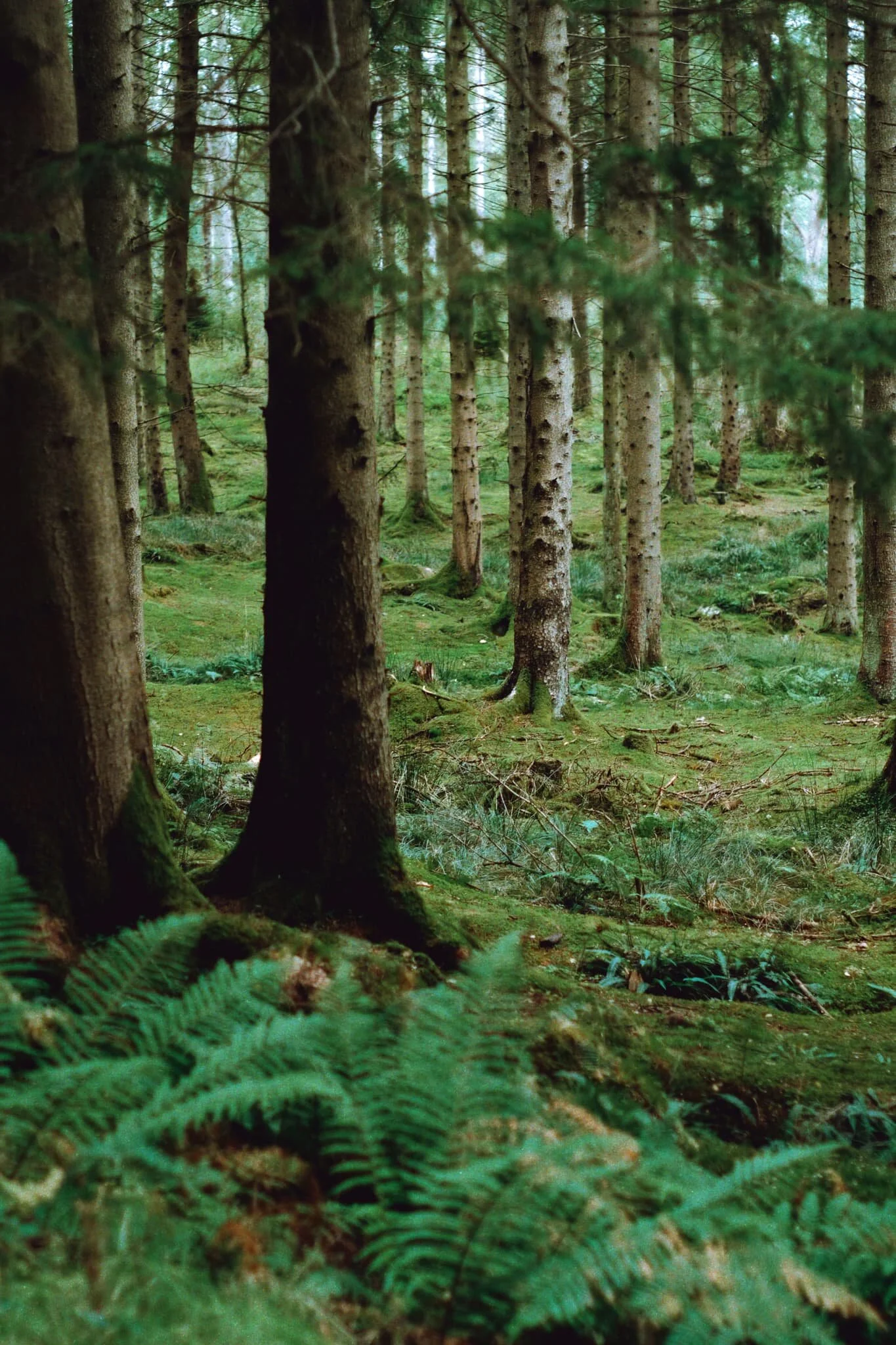 Some lovely soft light deep in the forest.