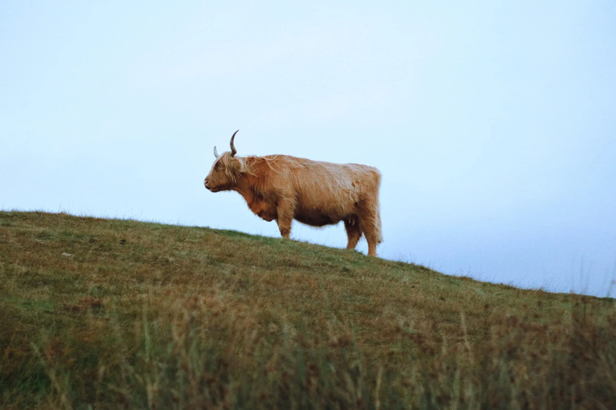 Our first sighting of a Highland Cow! Definitely in Scotland now…