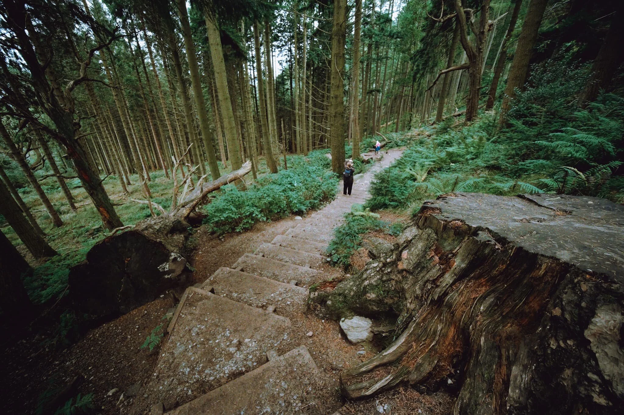 There’s something lovely about the soft light you get in woodland. No wonder “forest bathing” is a thing.