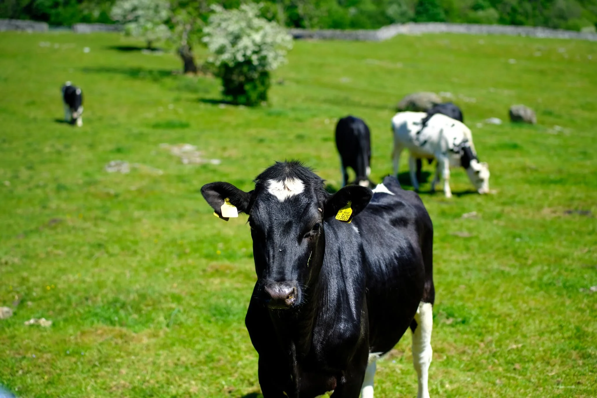 Over the wall near us, this gorgeous Holstein Friesian was inching closer, being as inquisitive as cows are.