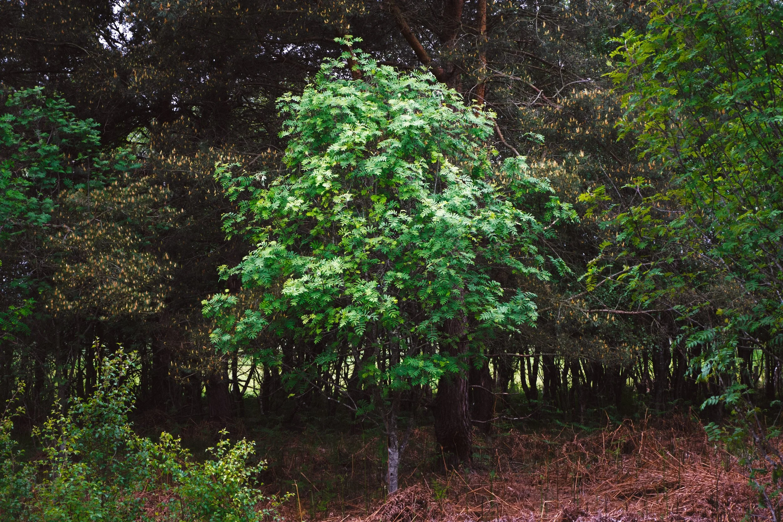 Dscf1296_Export