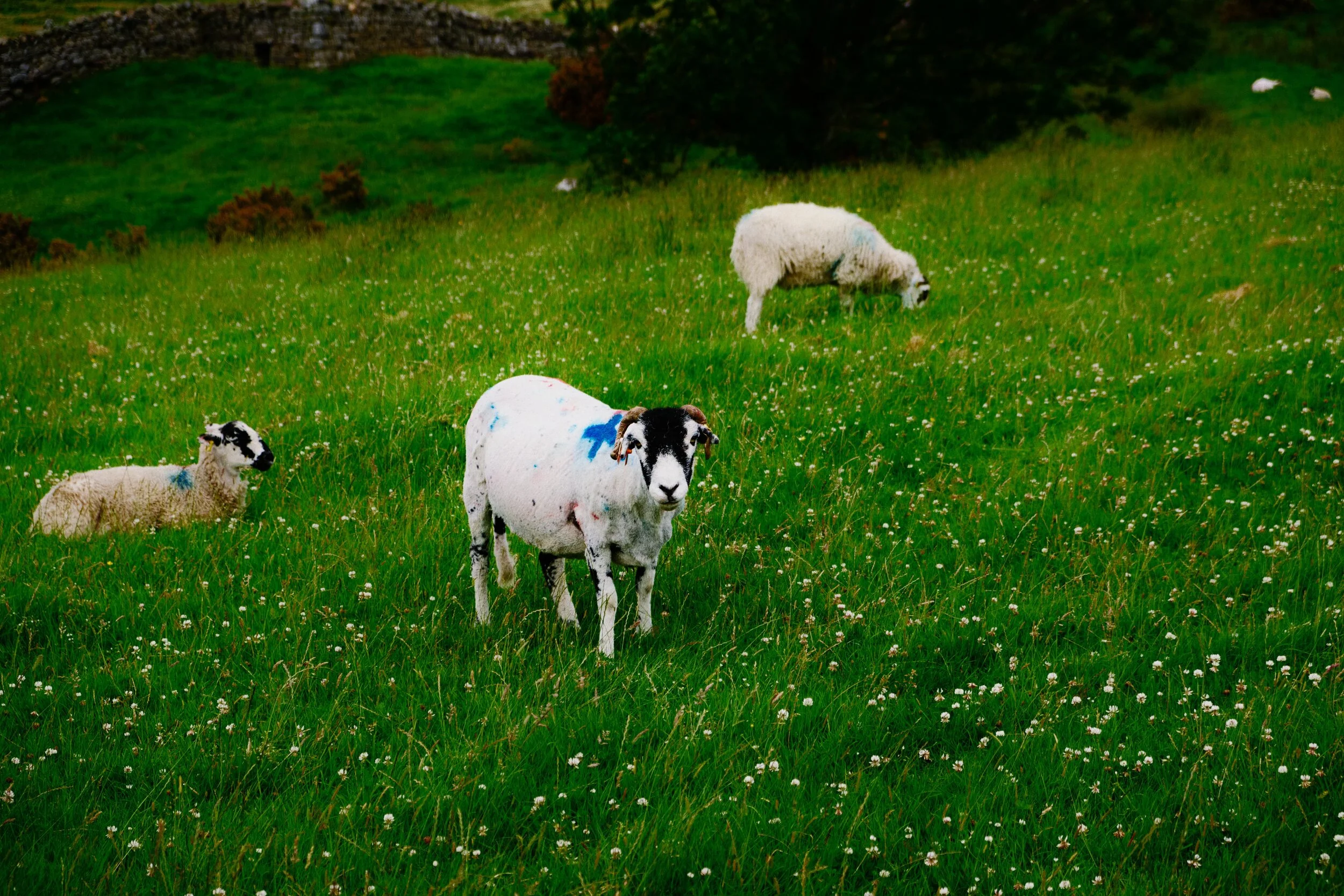 A Swaledale ewe staring me down.