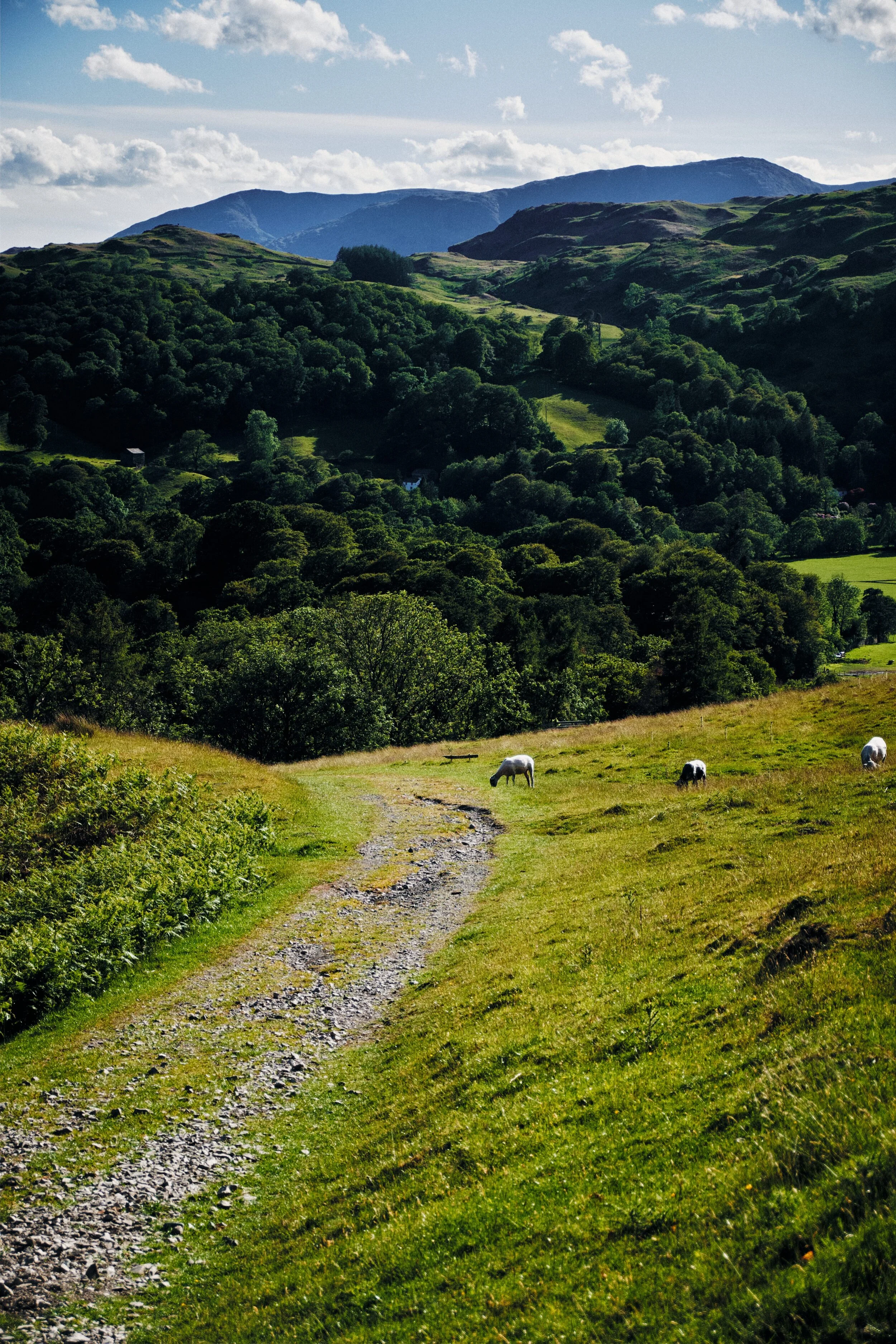 The path back down to Ambleside, featuring the knuckly and knobbly profile of Loughrigg Fell and then rising even higher in the distance lies Wetherlam (763 m/2502 ft).