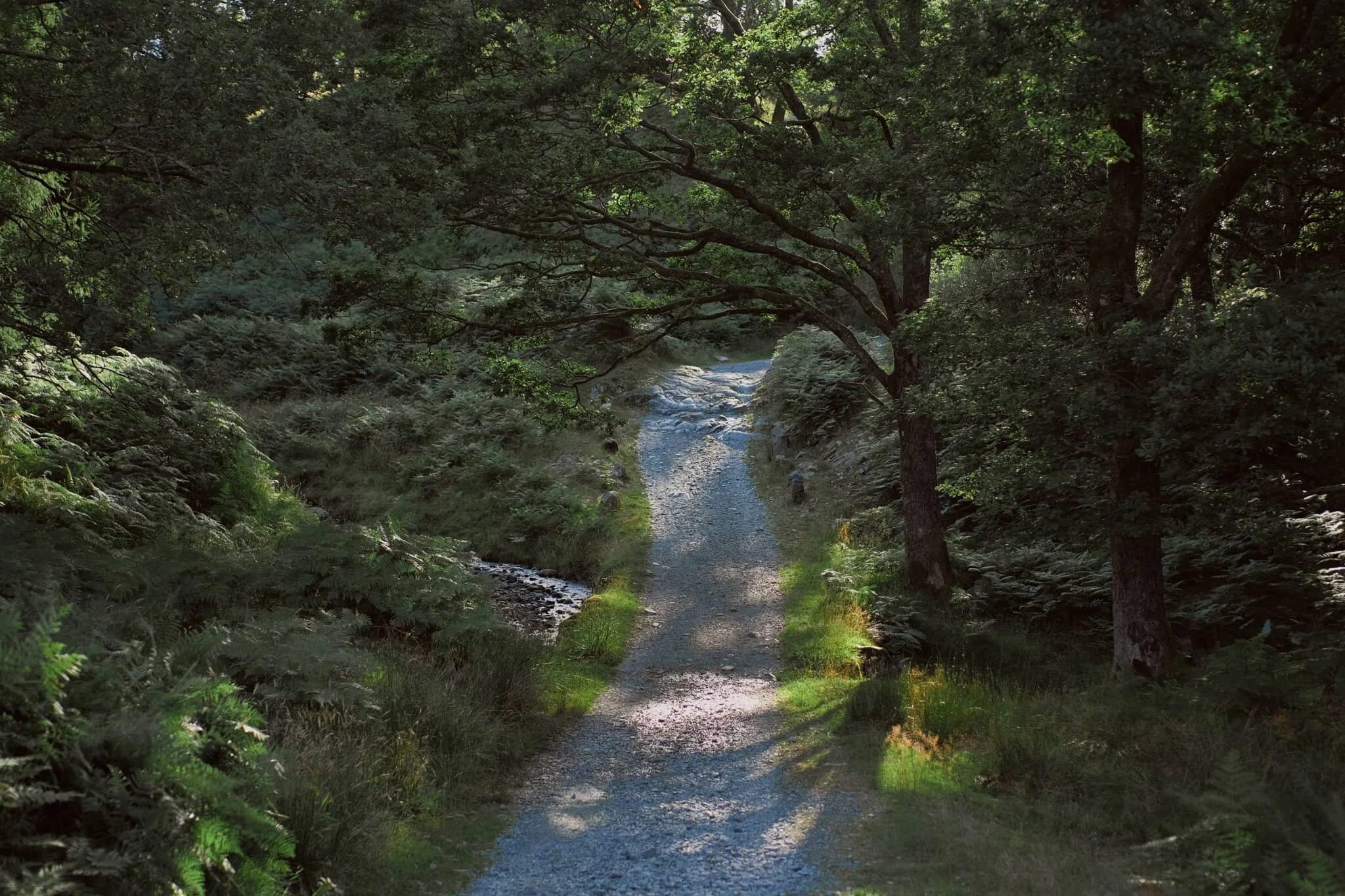 The area between High Oxen Fell Farm and Hodge Close Quarry is densely wooded and filled with ferns.