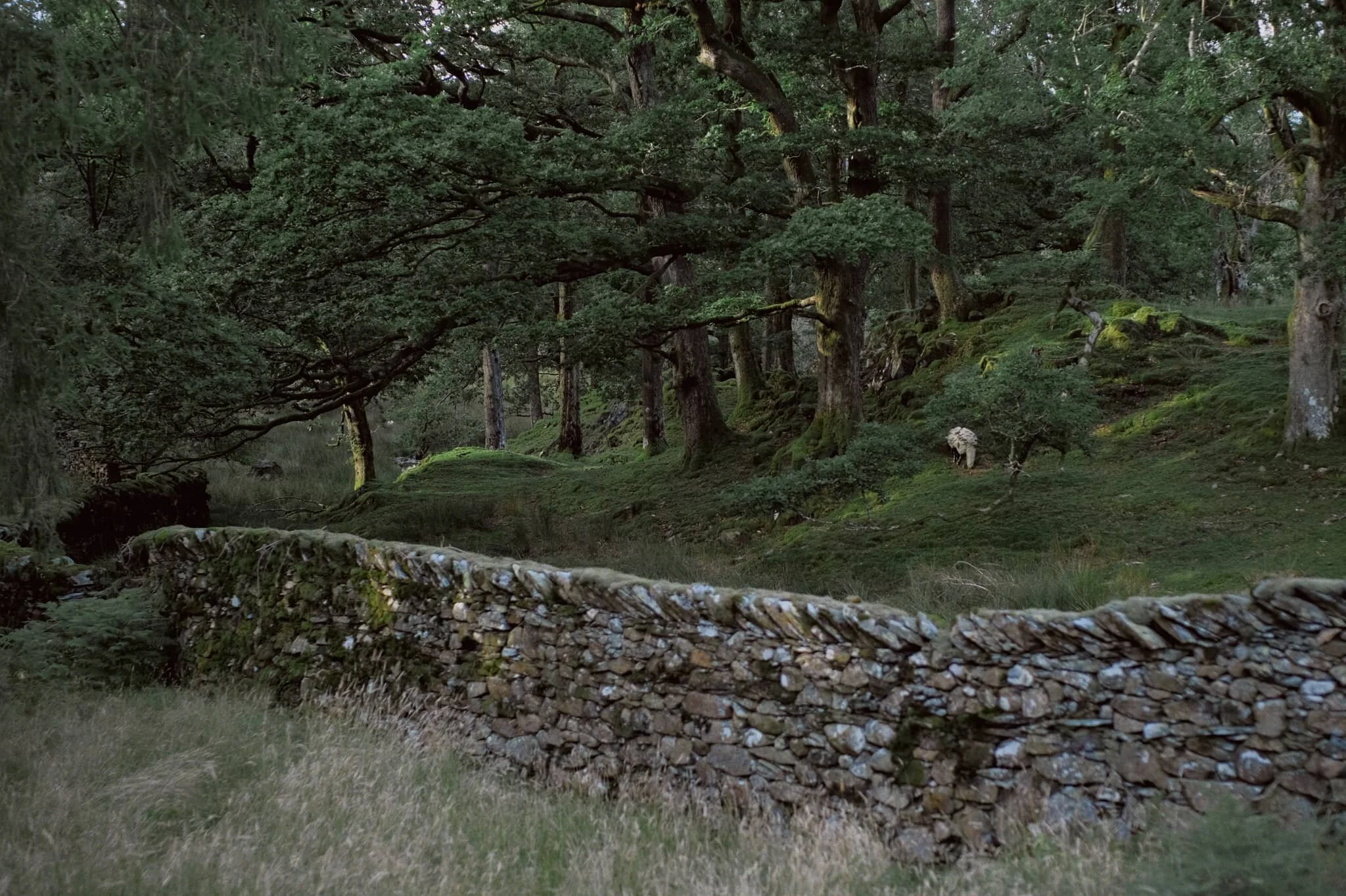 Just a lovely scene involving the Lake District’s famous dry stone walls and a knobbly coppice.