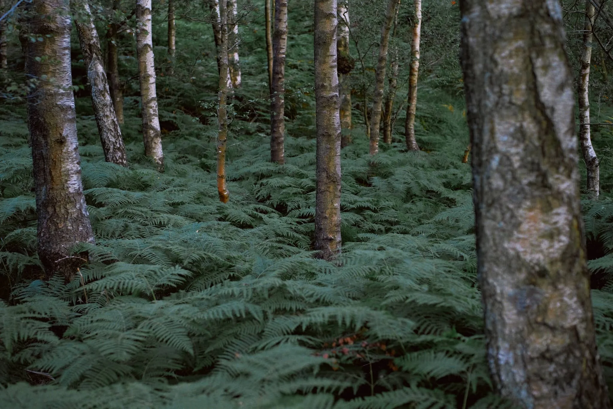 We joined the Holme Fell trail northwards, looking to reconnect with the Smithy Brow bridleway back to the car. Lush carpets of fern everywhere gives a real “jungle” vibe to this scene.