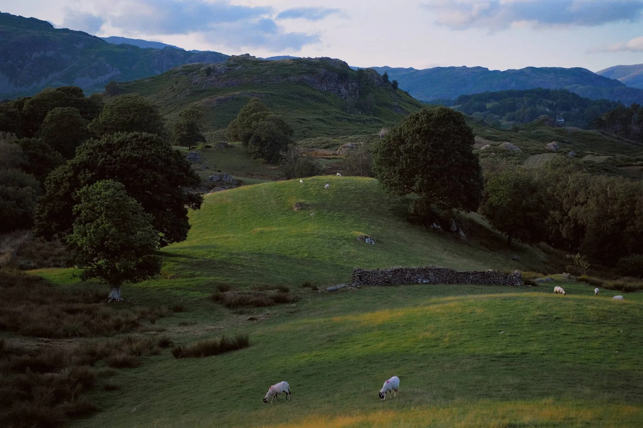 Low Oxen Fell and Great How, with the gentle sunset light pulling out the contours of the landscape.