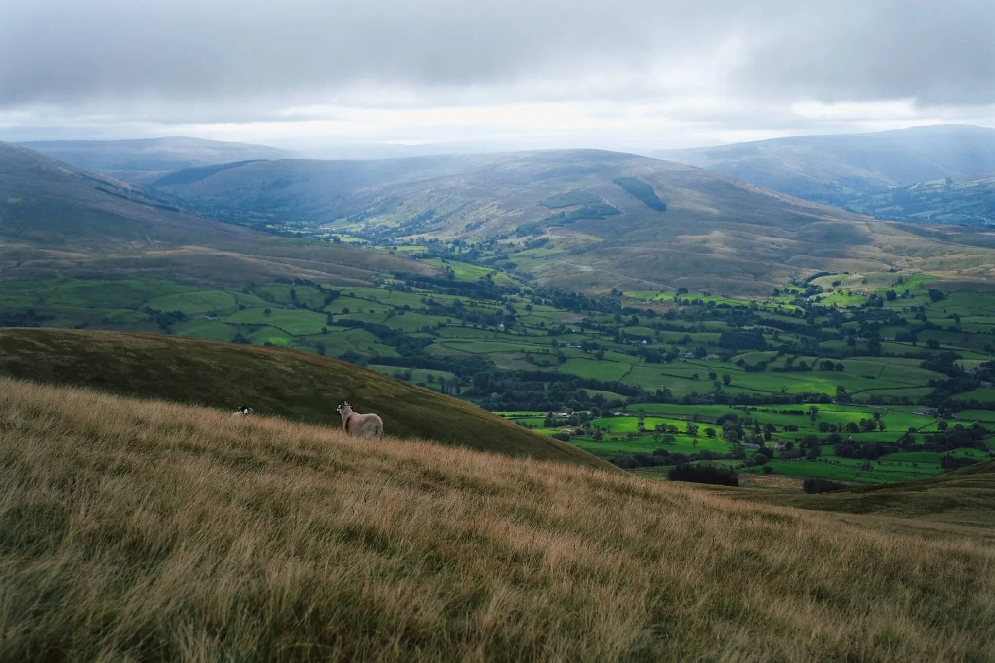 Swaledale and Rough Fell sheep enjoy the views towards Garsdale as much as we do, it seems.