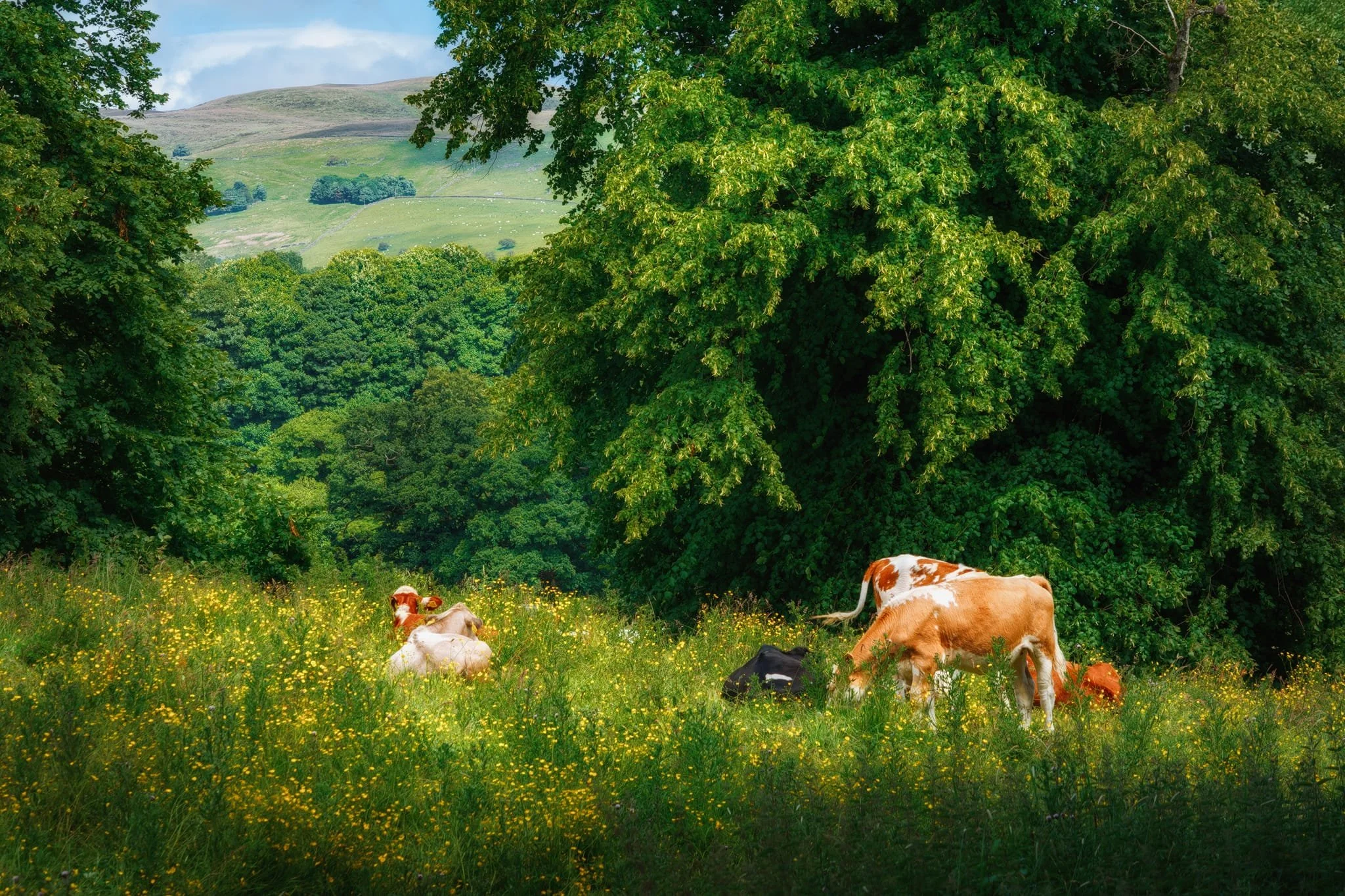Around Devil’s Bridge, cows were chilling and gently grazing on the full pastures around the river. A proper bucolic scene I wanted to capture.