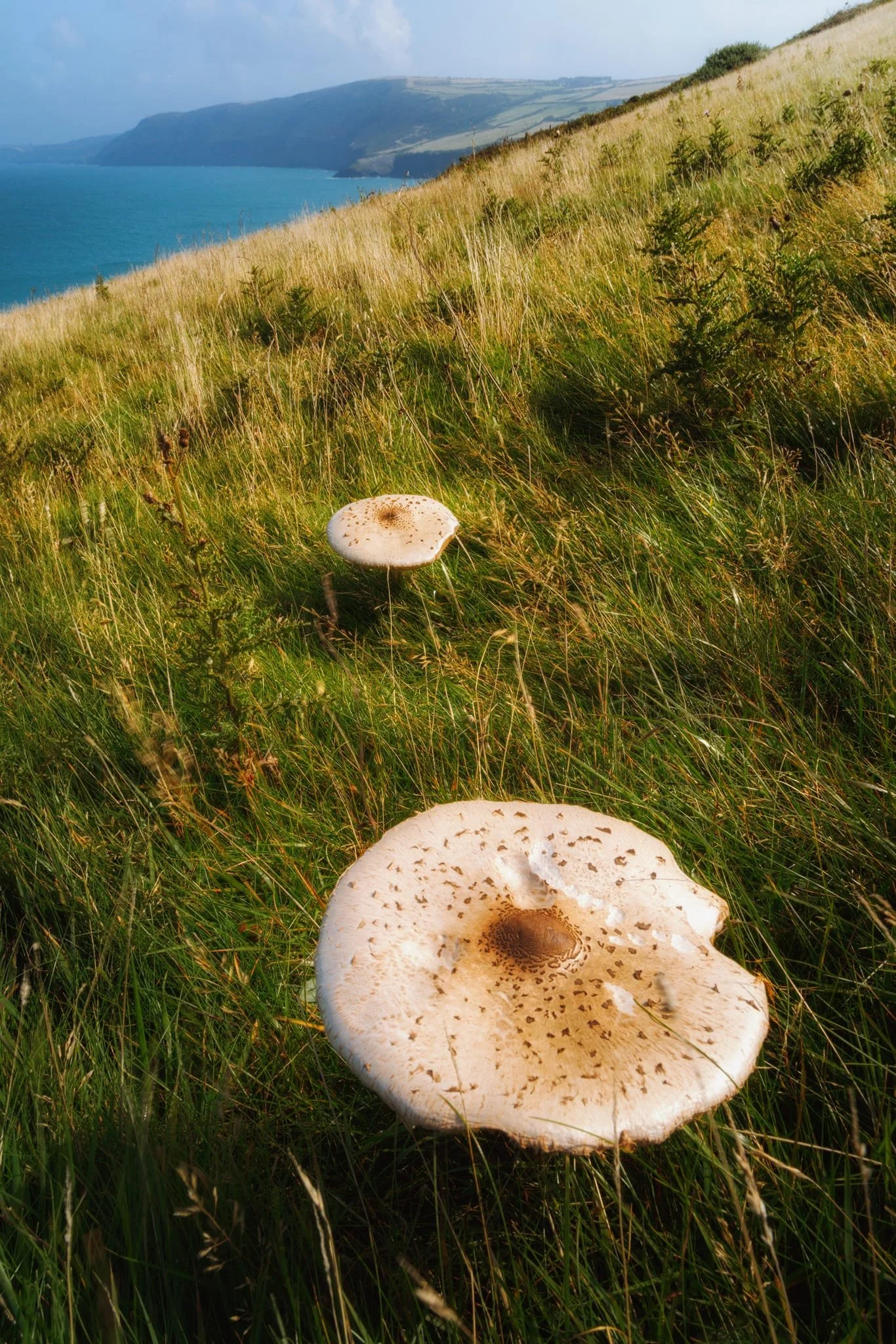 Part way down the steep trail towards the peninsula, Lisabet—ever the keen mushroom hunter—spotted these two sizeable fungi. These look like Macrolepiota procera , or