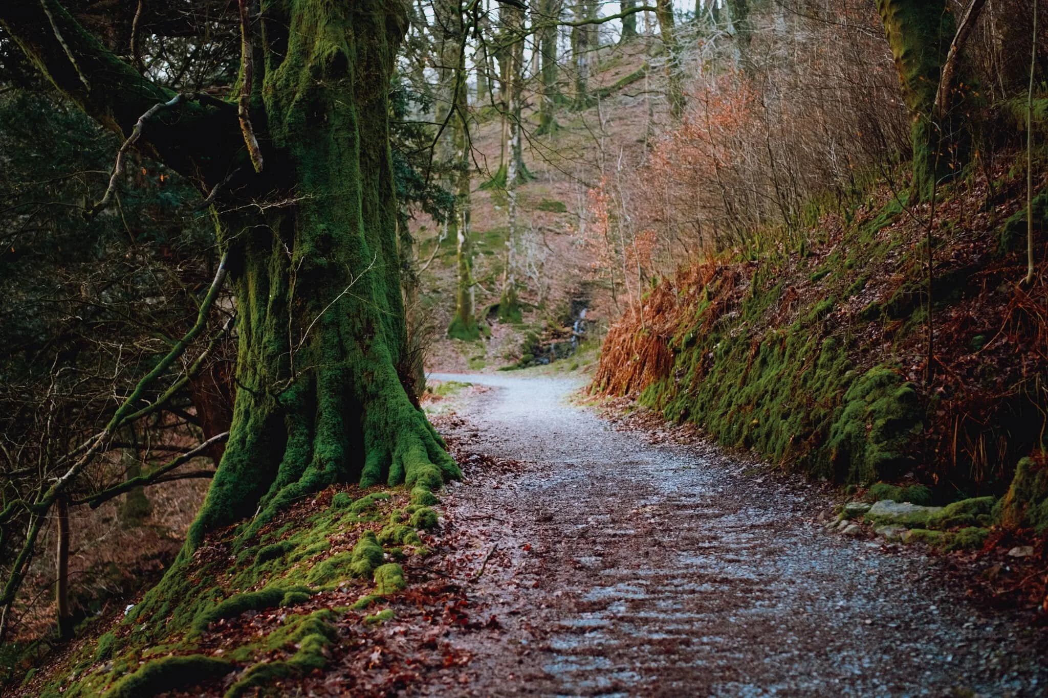 We wound our way up through Deerbolts Wood to find the main footpath up Loughrigg Fell.