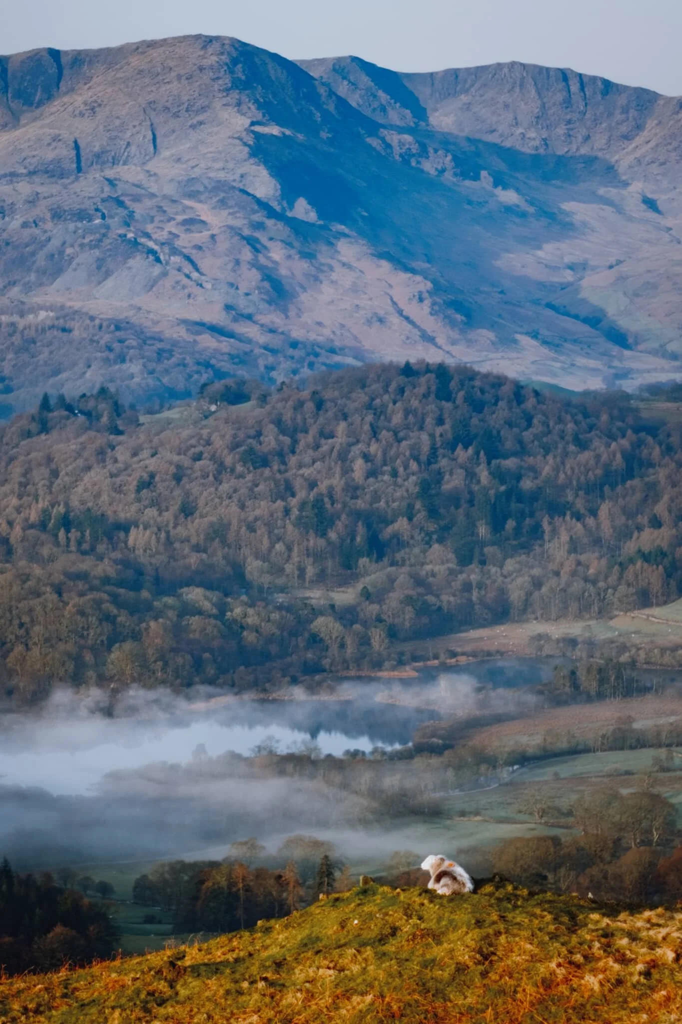 A Herdwick ewe, enjoying the morning light. Not a bad view to chill out whilst chewing the cud, eh?