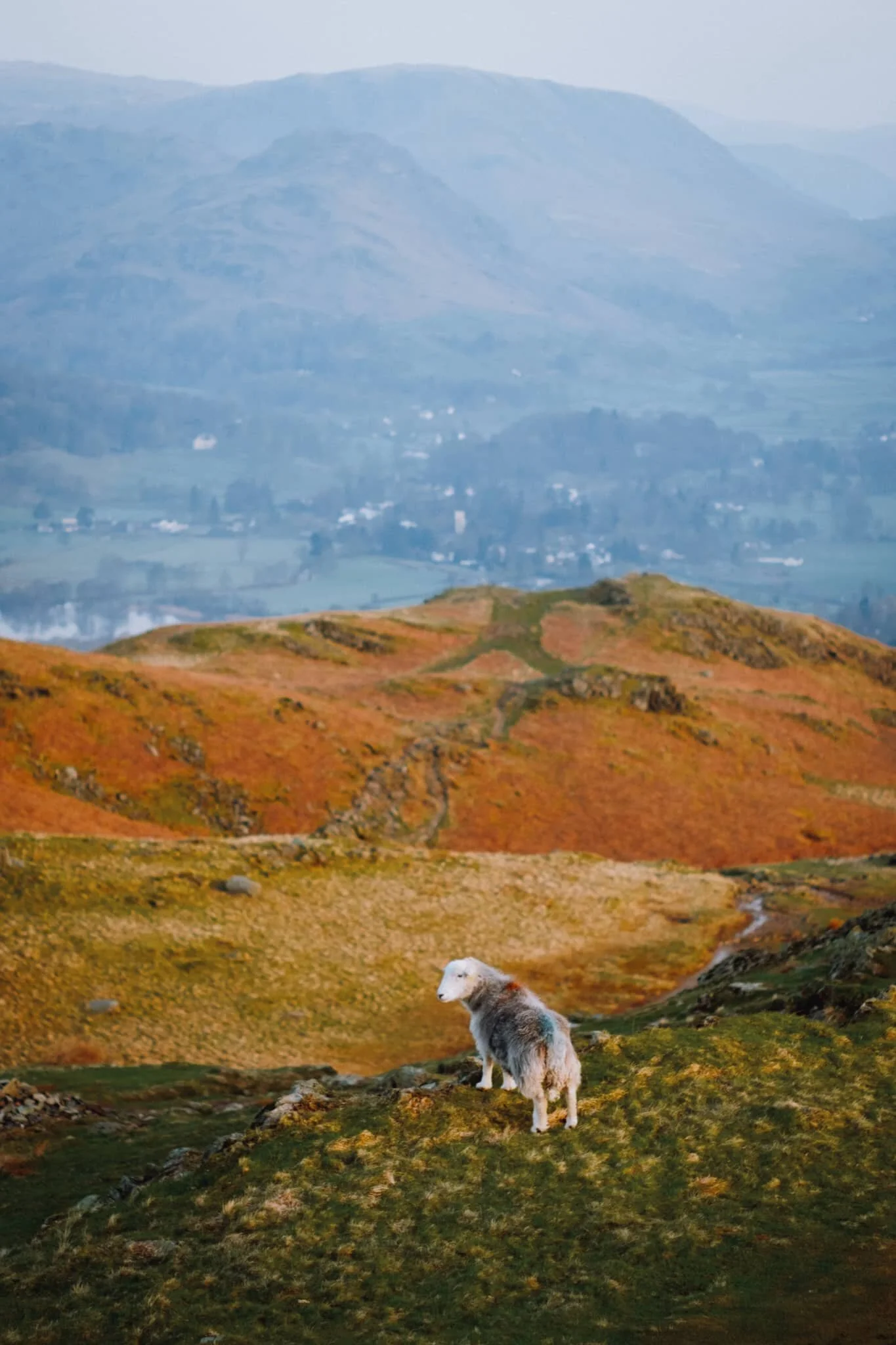 This Herdwick ewe, closer to us, was much more vocal. Probably warning the others about our presence.