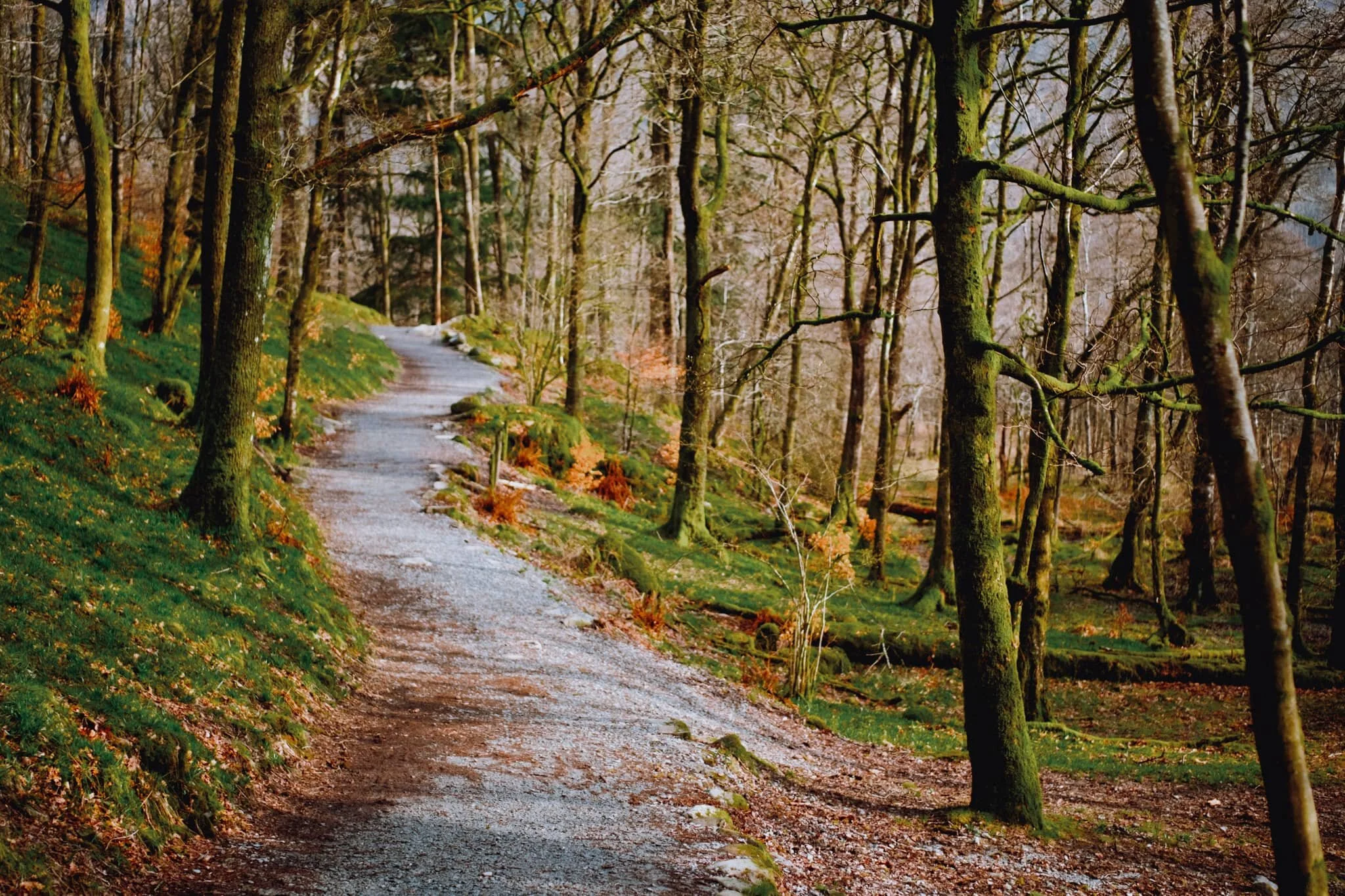 Into White Moss Woods with gorgeous golden morning light streaming in.