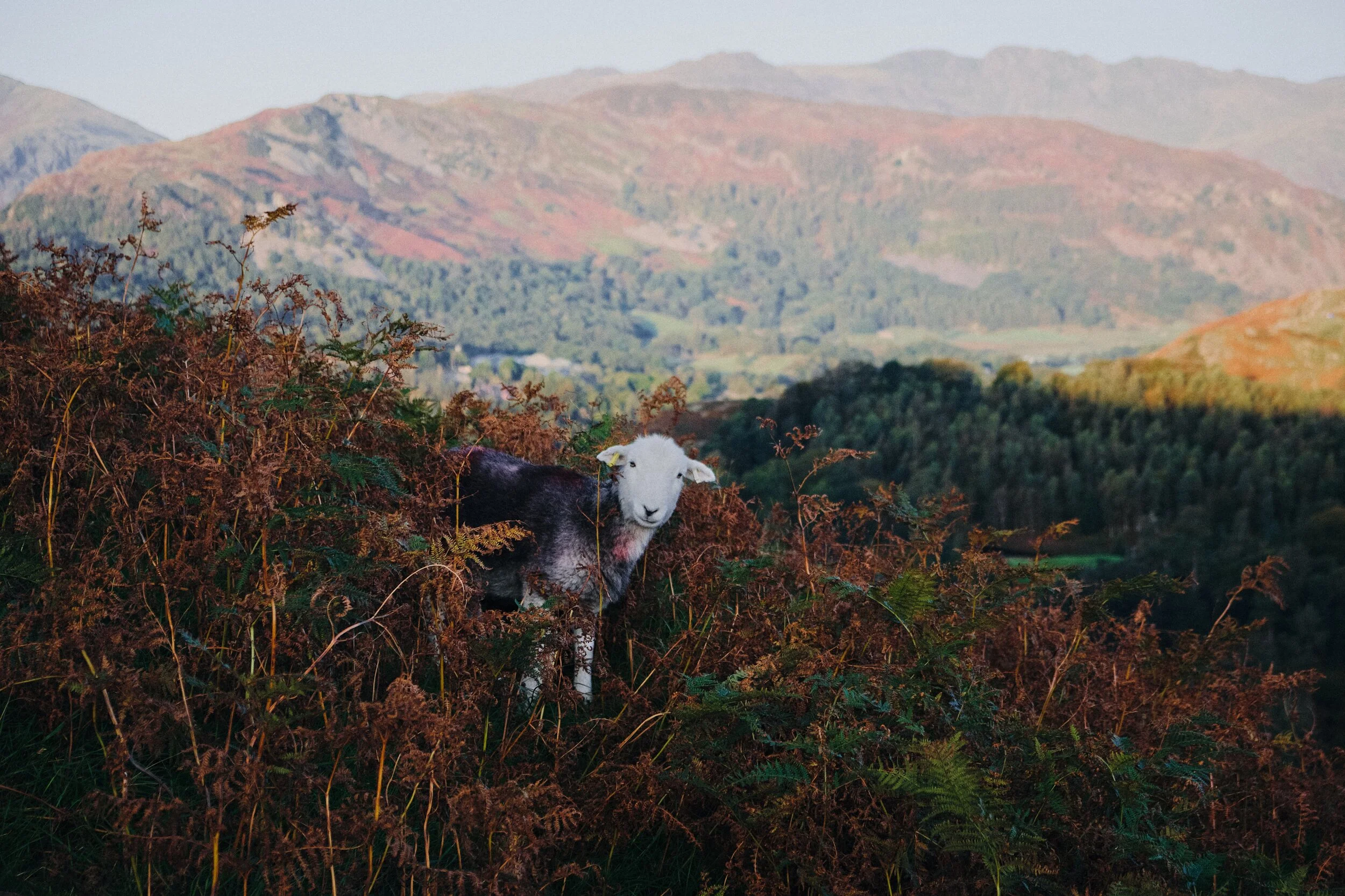 A beautiful Herdwick yow (ewe) stares at us curiously with its smiling face. Behind her are the glowing slopes of Lingmoor Fell (469 m/1,539 ft).