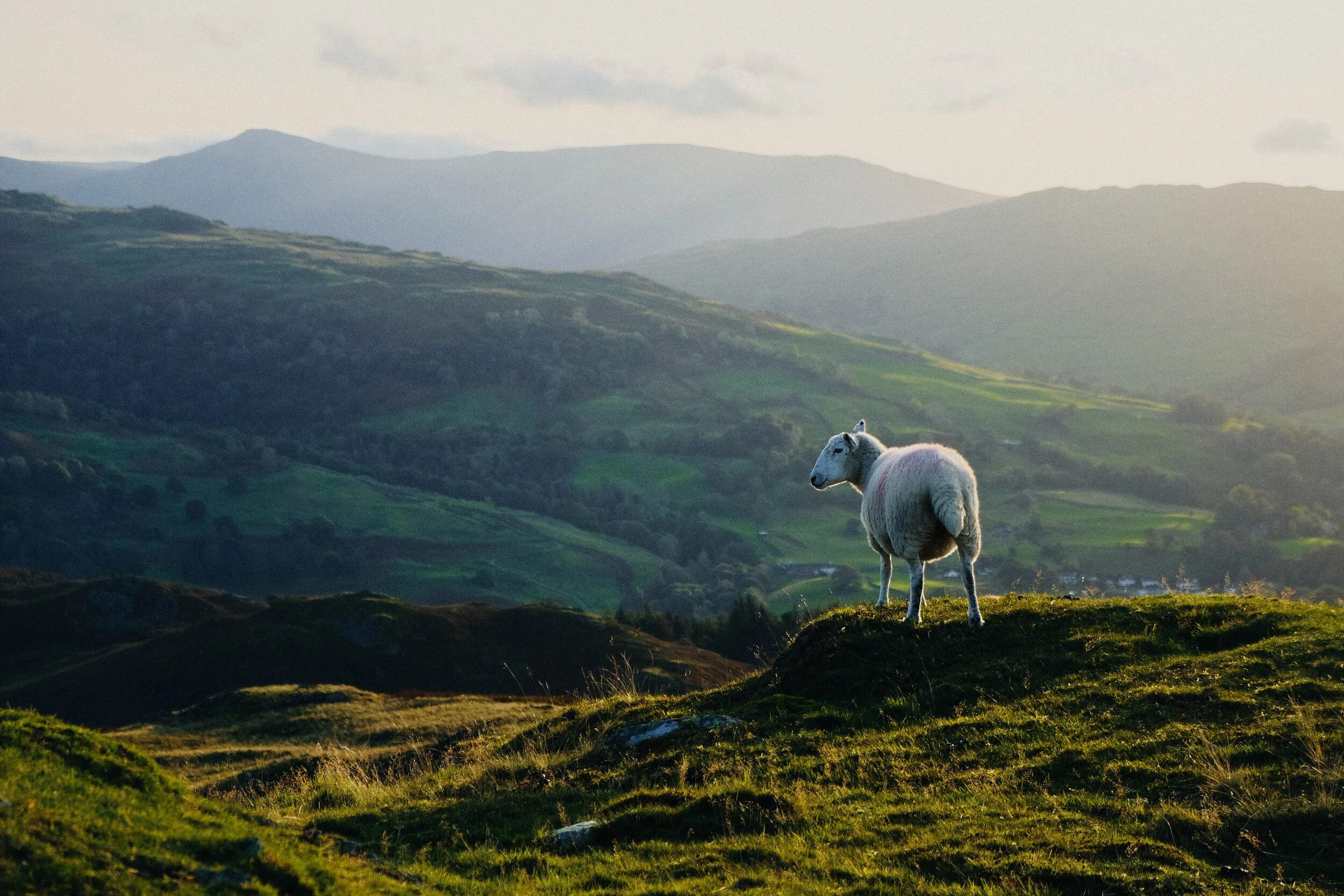 Another ewe enjoys the views from one of Loughrigg’s crags.
