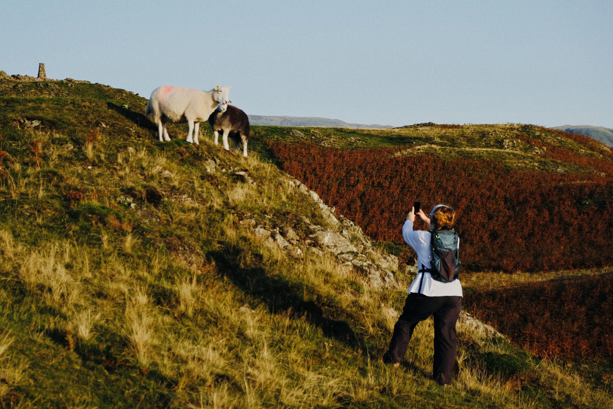 Lisabet inches closer for a better snap of the ewe and her lamb.