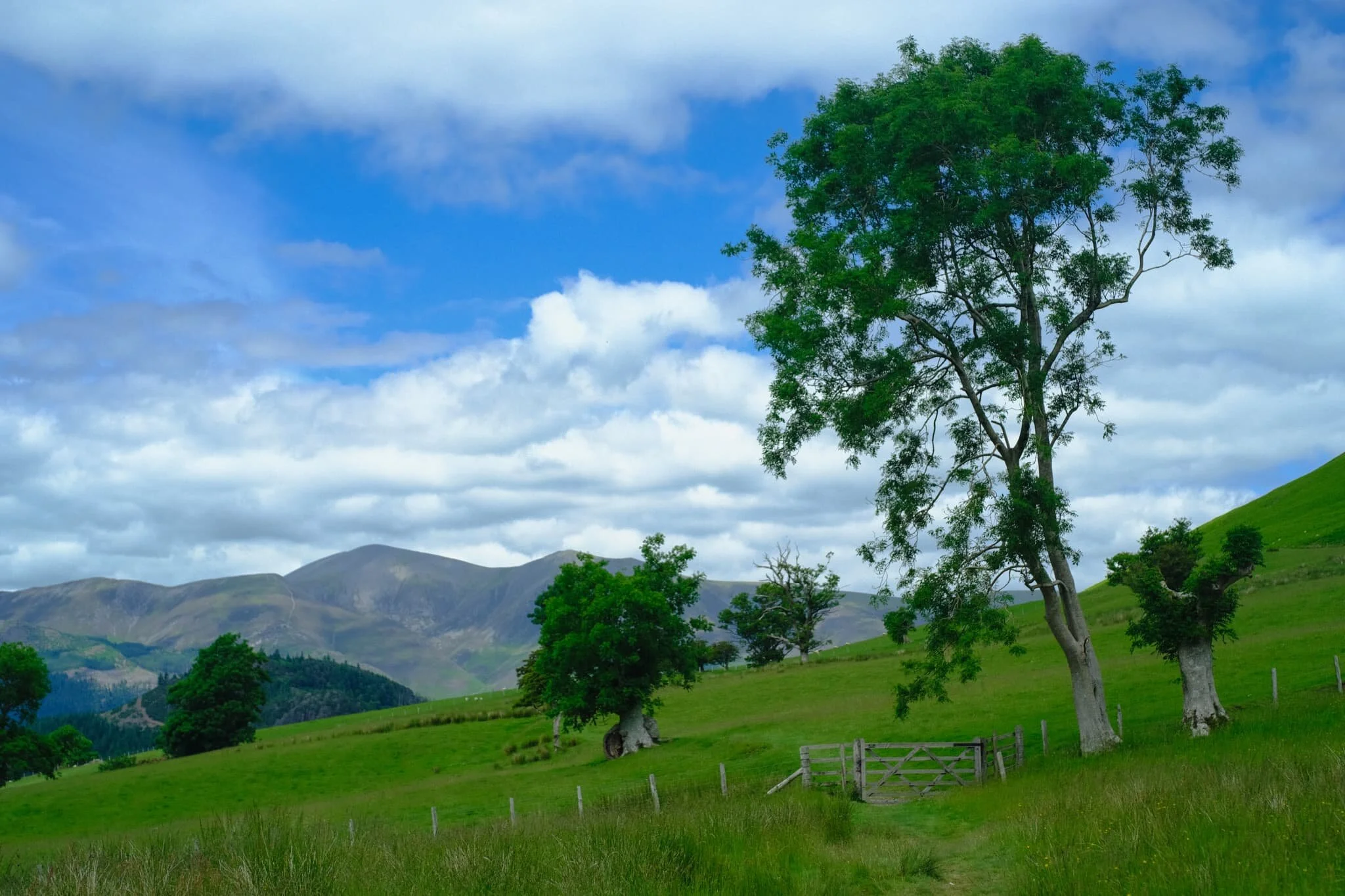 A pleasing composition of ancient trees, farm fence and gate, and the Skiddaw range.