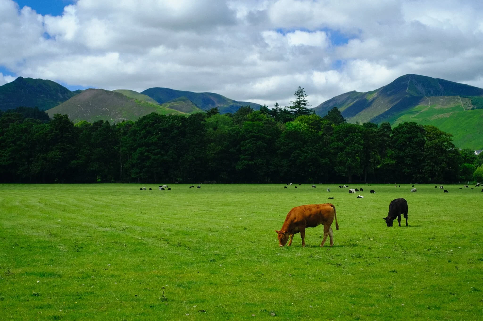 The Cumbria Way bisects an open field, with clear views towards the Newlands fells one way and the Skiddaw range the other.