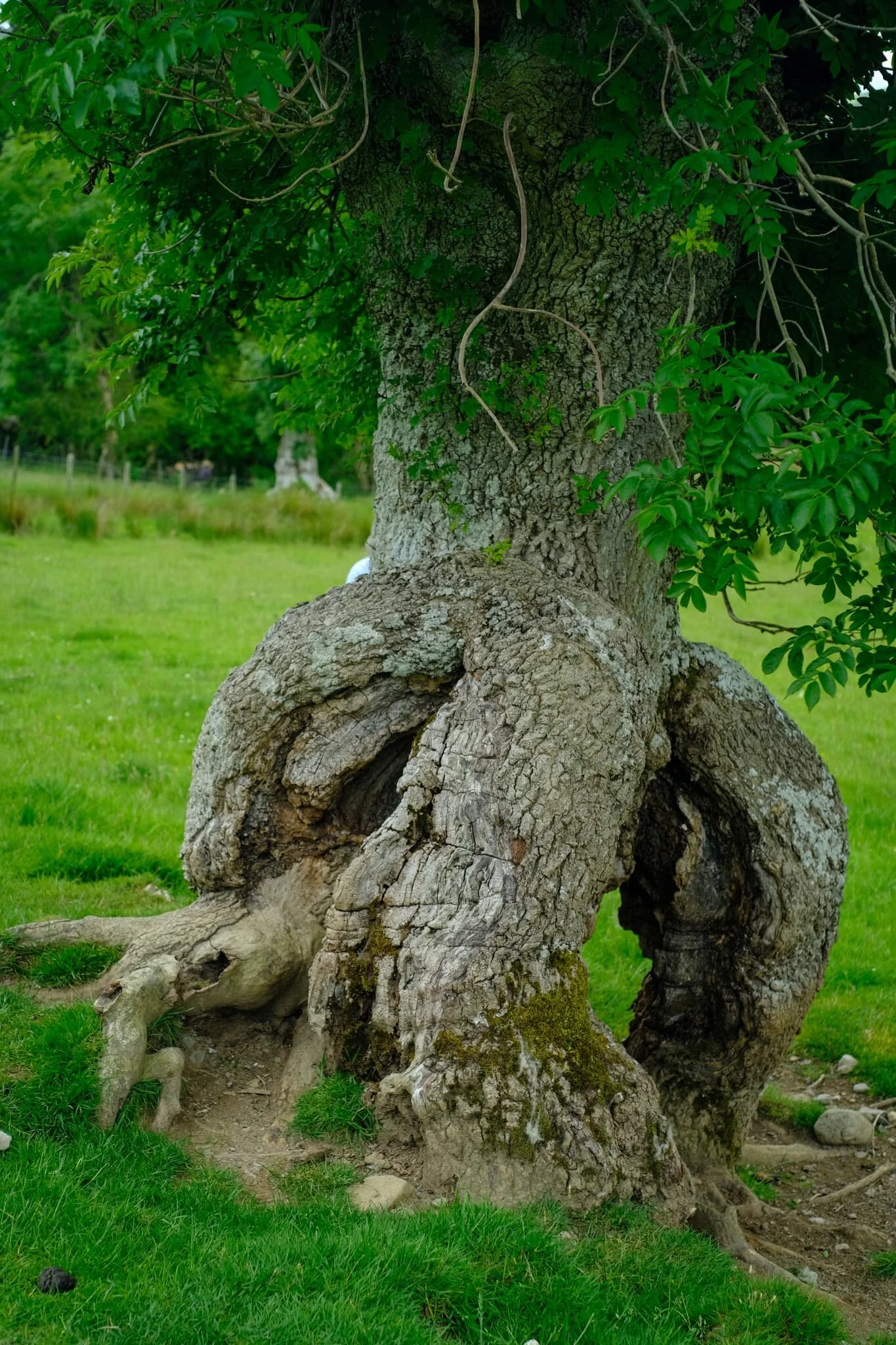 It also means you find strange and unusual trees, such as this beauty. Ever seen a tree trunk like it?!
