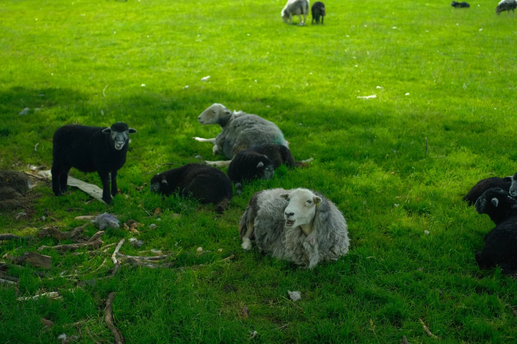 Hot Herdwick ewes and their lamb find shade wherever they can. They’re about ready for clipping (shearing) I reckon.