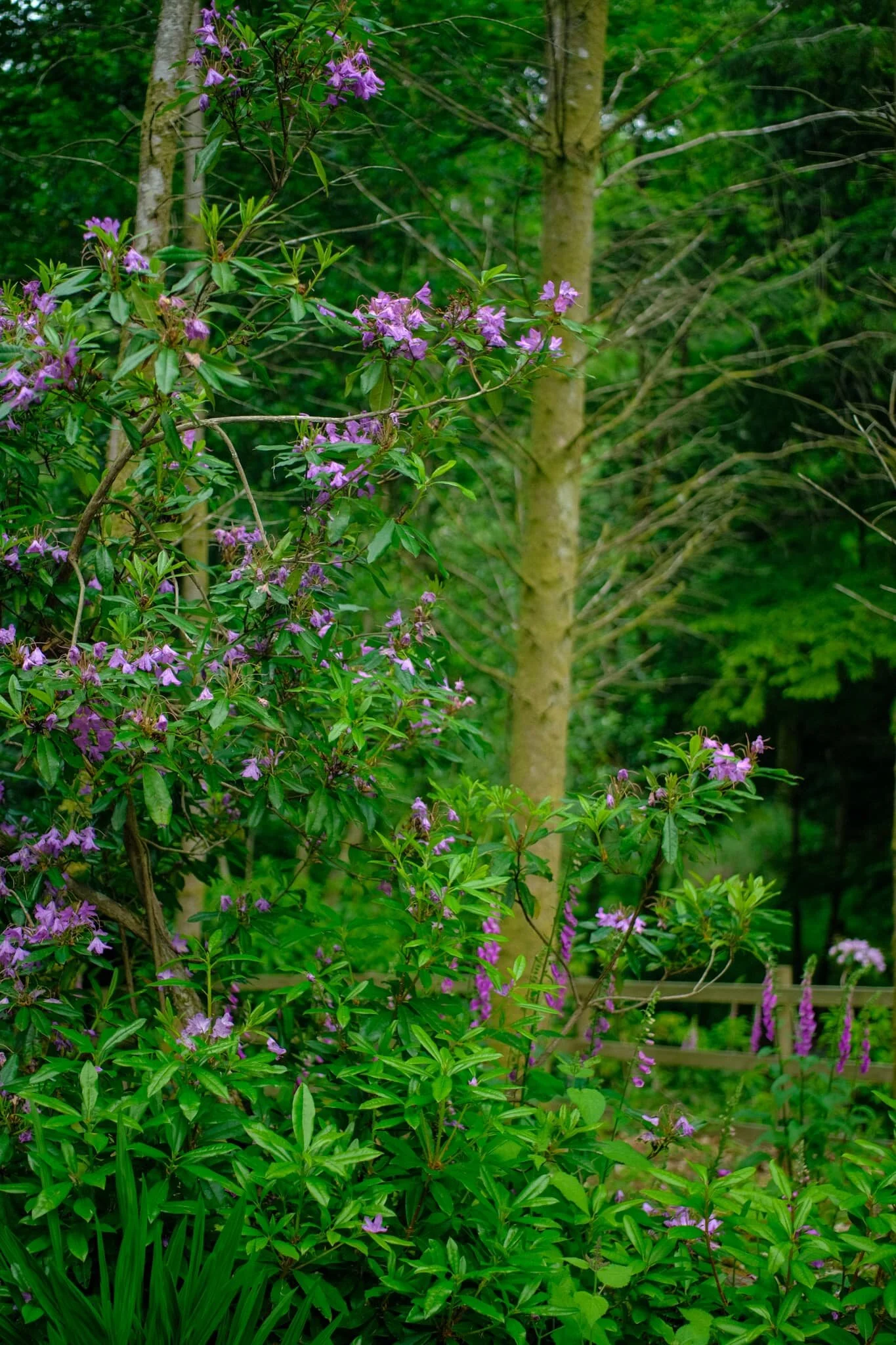 Rhododendrons and foxglove. Pretty colour contrasts.