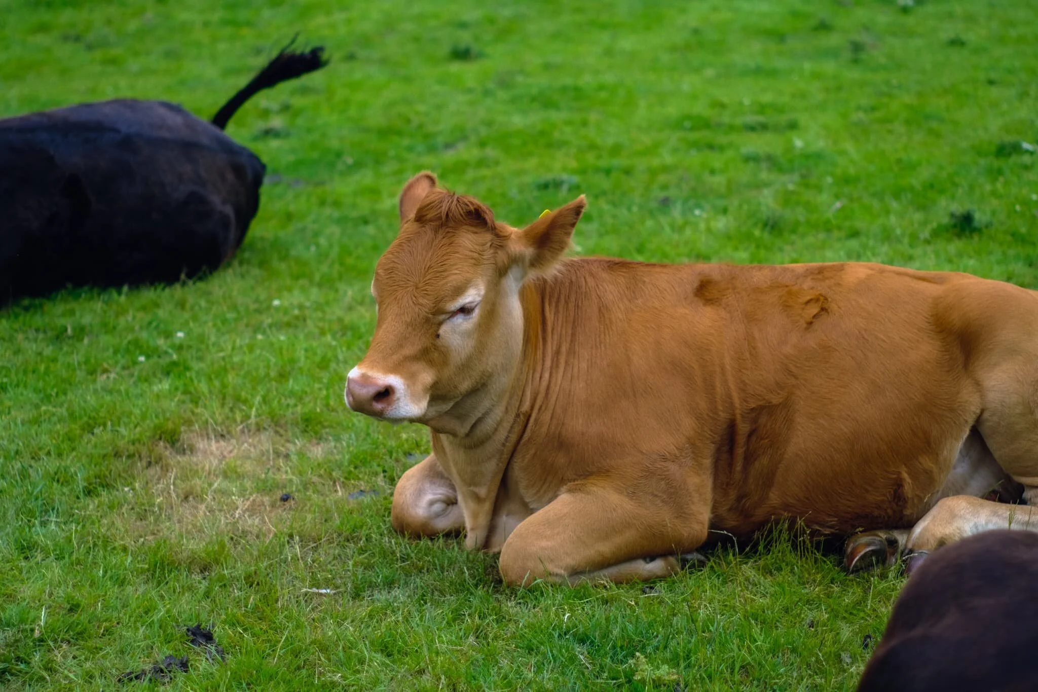 Zen Cow is contemplating existence…