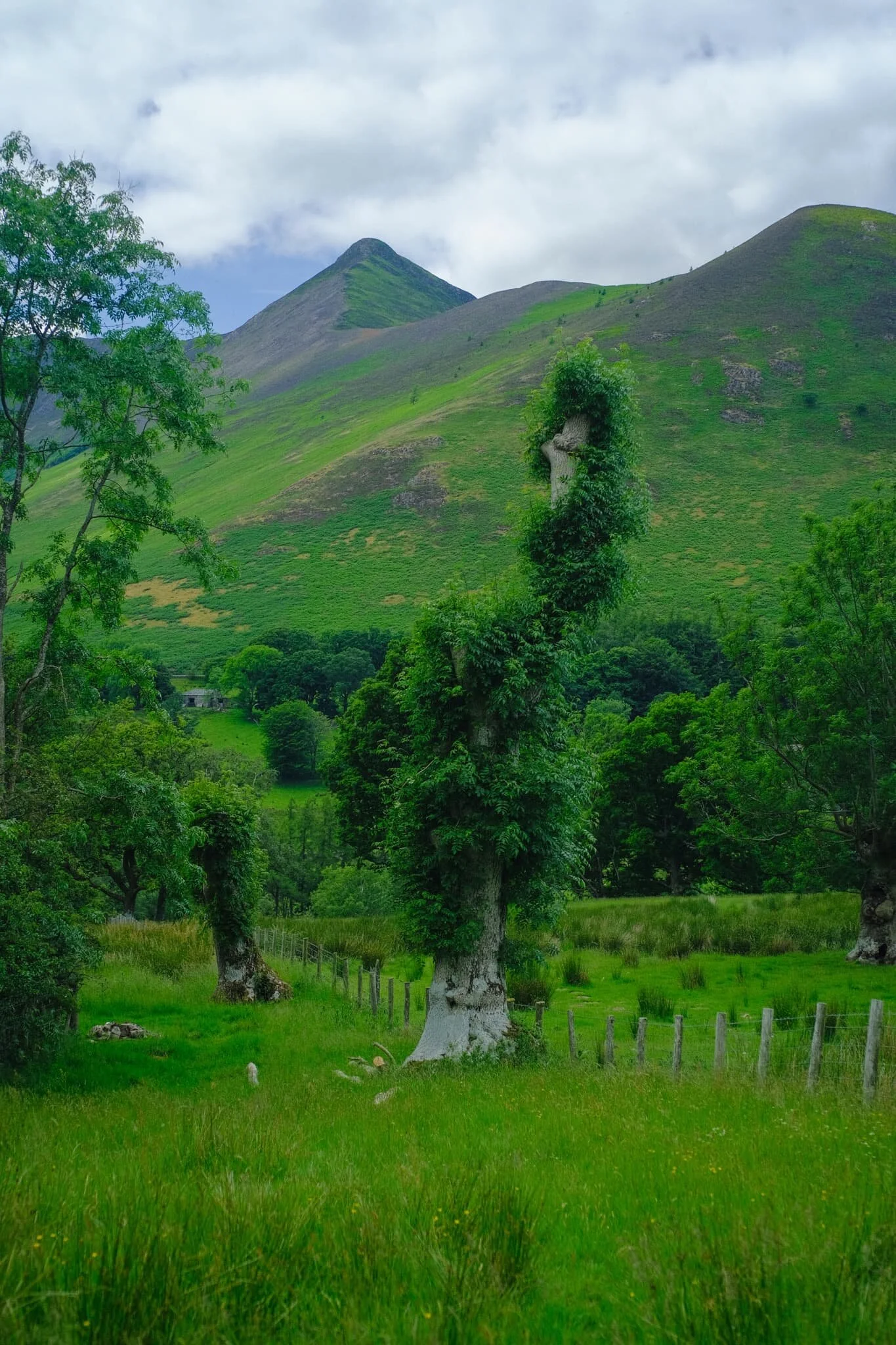 Lots of the standalone trees around this part of the Newlands Valley I suspect are rather old, and remnants from when this valley was cleared of woodland by Viking settlers.