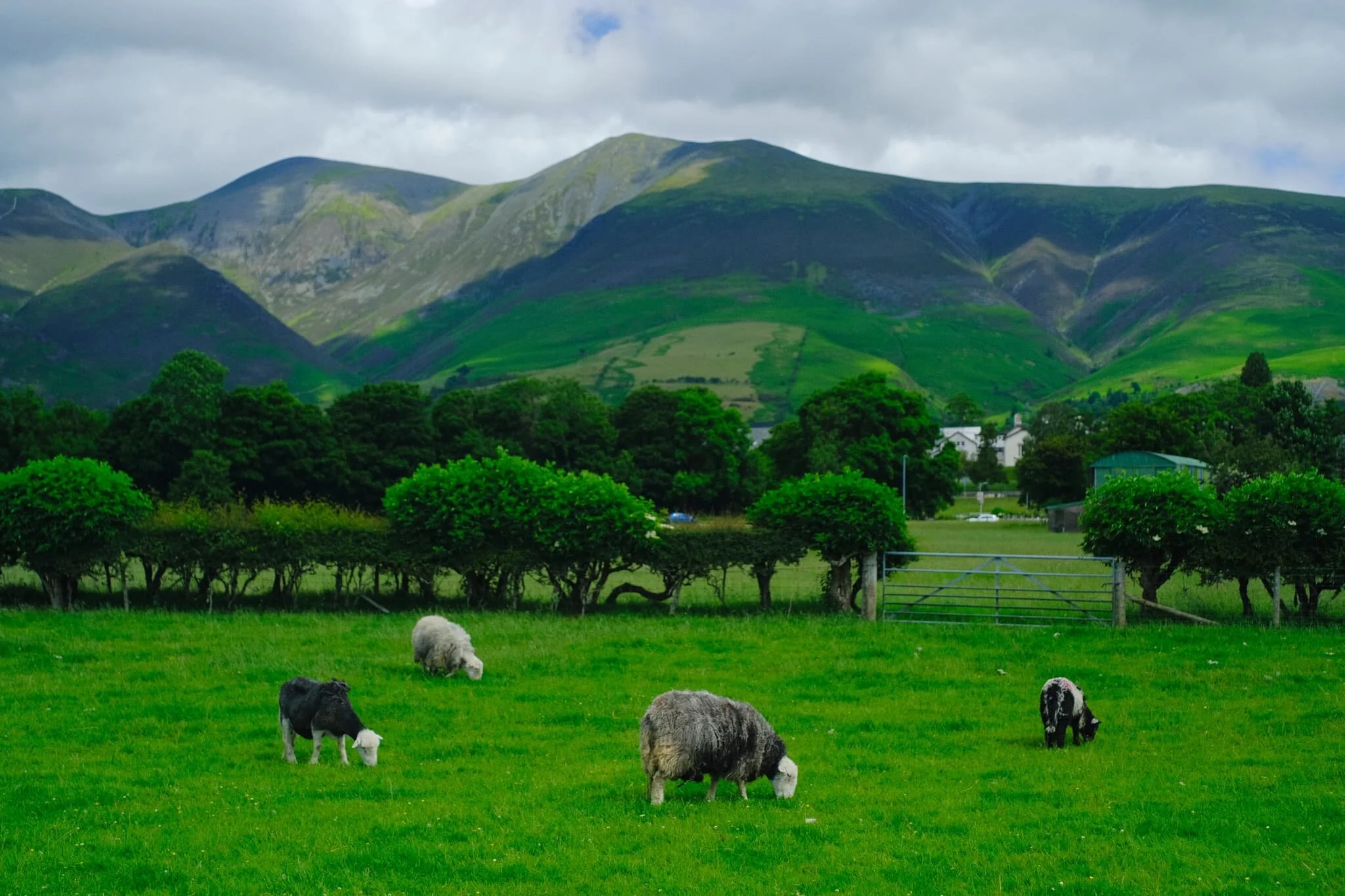 Pure Lake District. Mountains above, Herdwick sheep below.