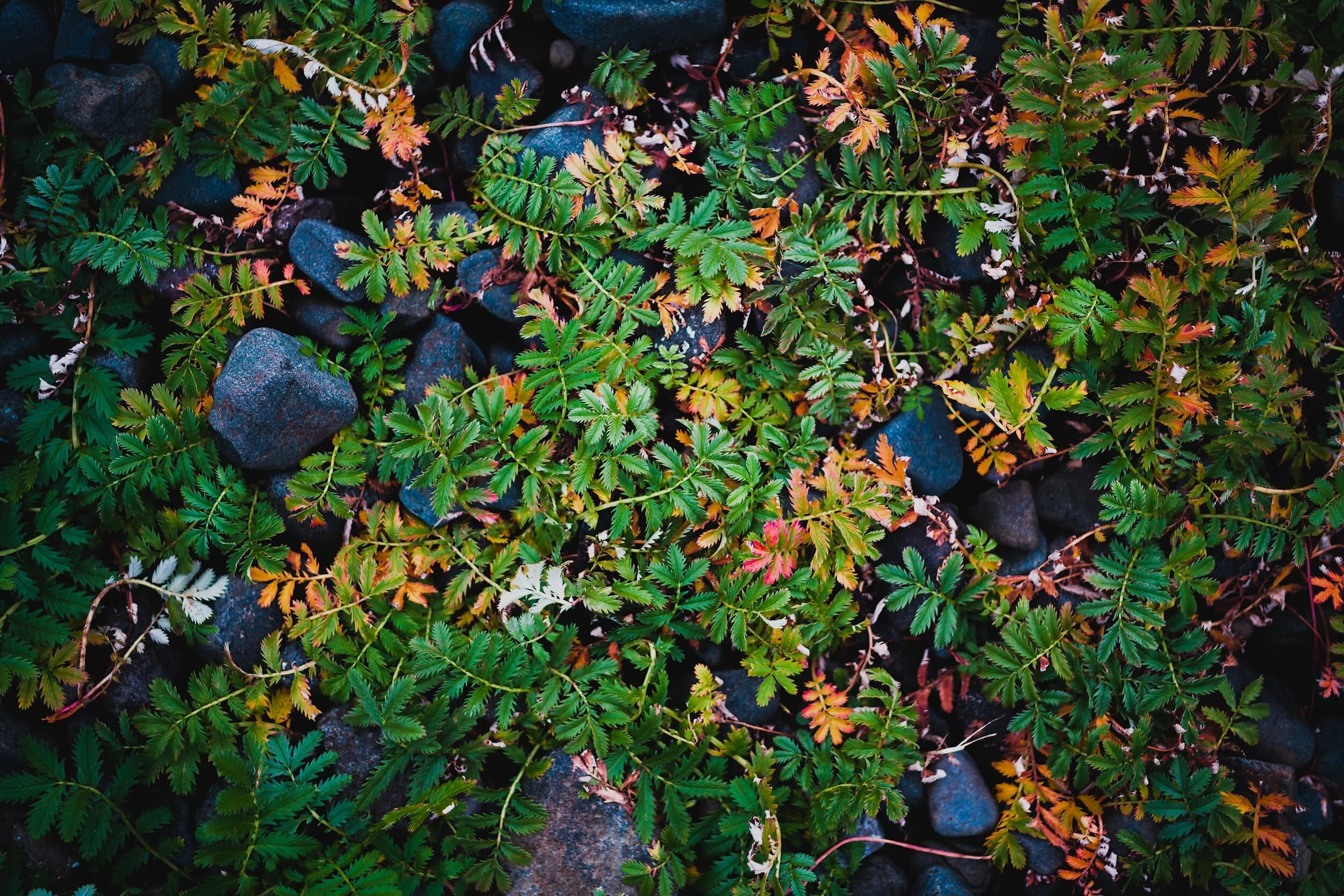 Always remember to look at where you’re standing, because I did and found this delightful and somewhat chaotic array of plant life by my feet. I think this might be Rosa pimpinellifolia , the Burnet Rose.
