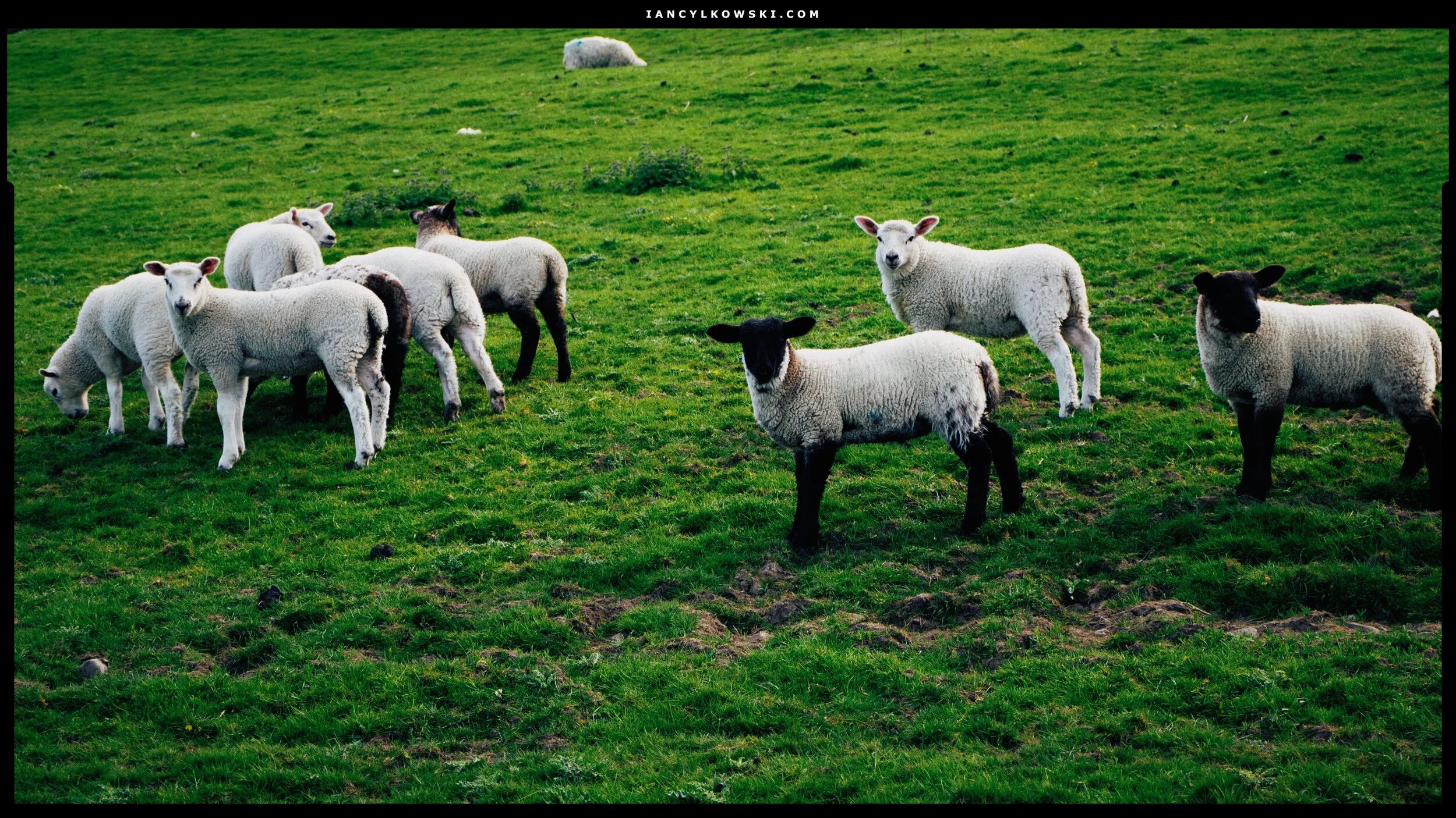 Lowland lambs are starting to look chunky now. The black-faced ones are Suffolk, I think. Not sure about the others.