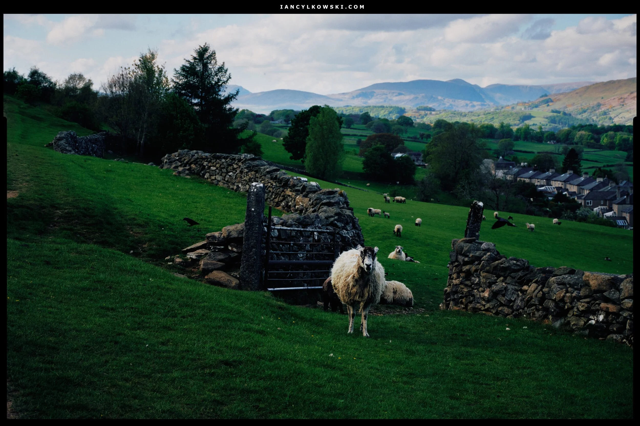 A North of England Mule (I think) ewe, giving me a customary stare whilst we pass up the path to the left. In the distance, the Kentmere fells.