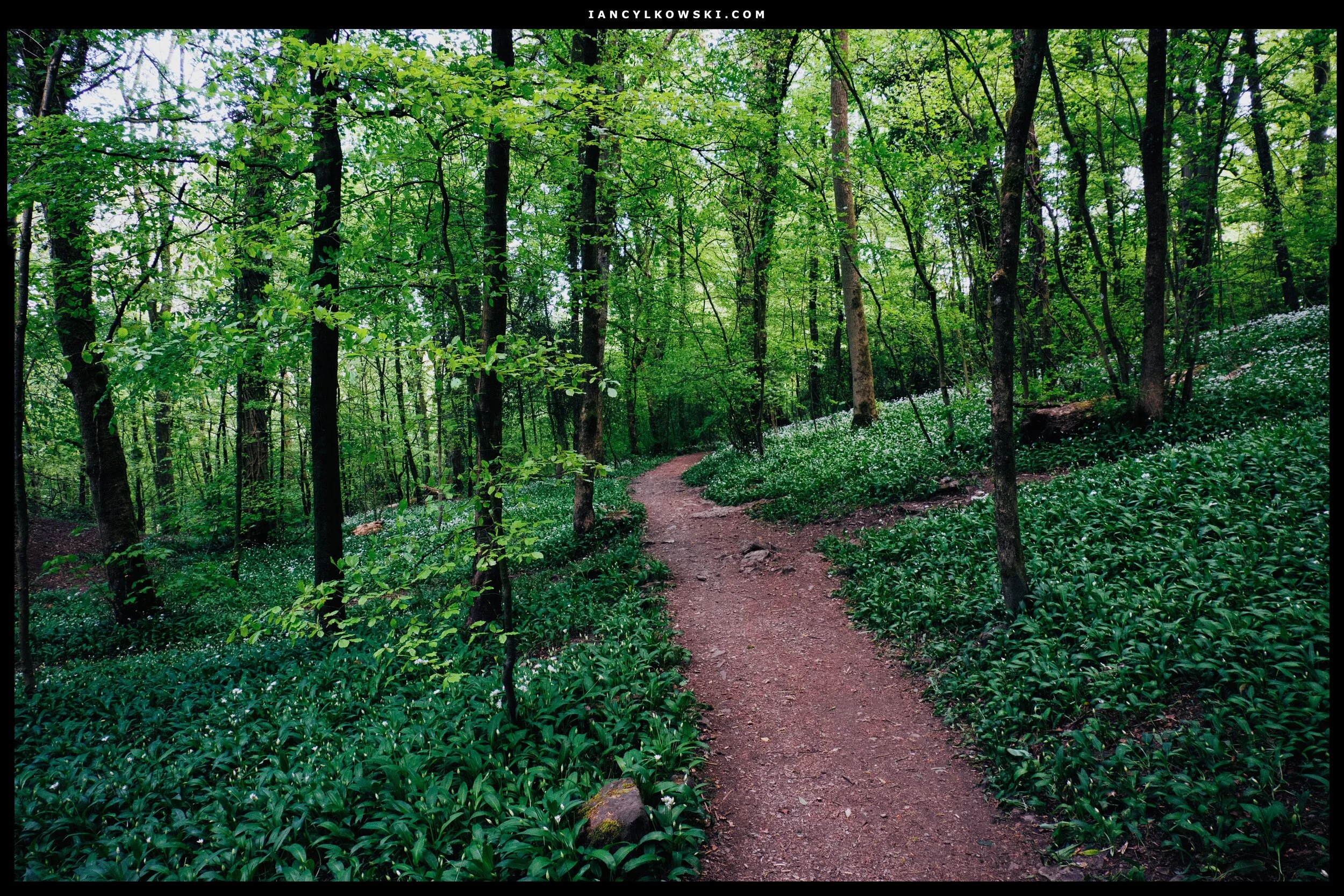 Into Serpentine Woods we go, wild garlic everywhere.