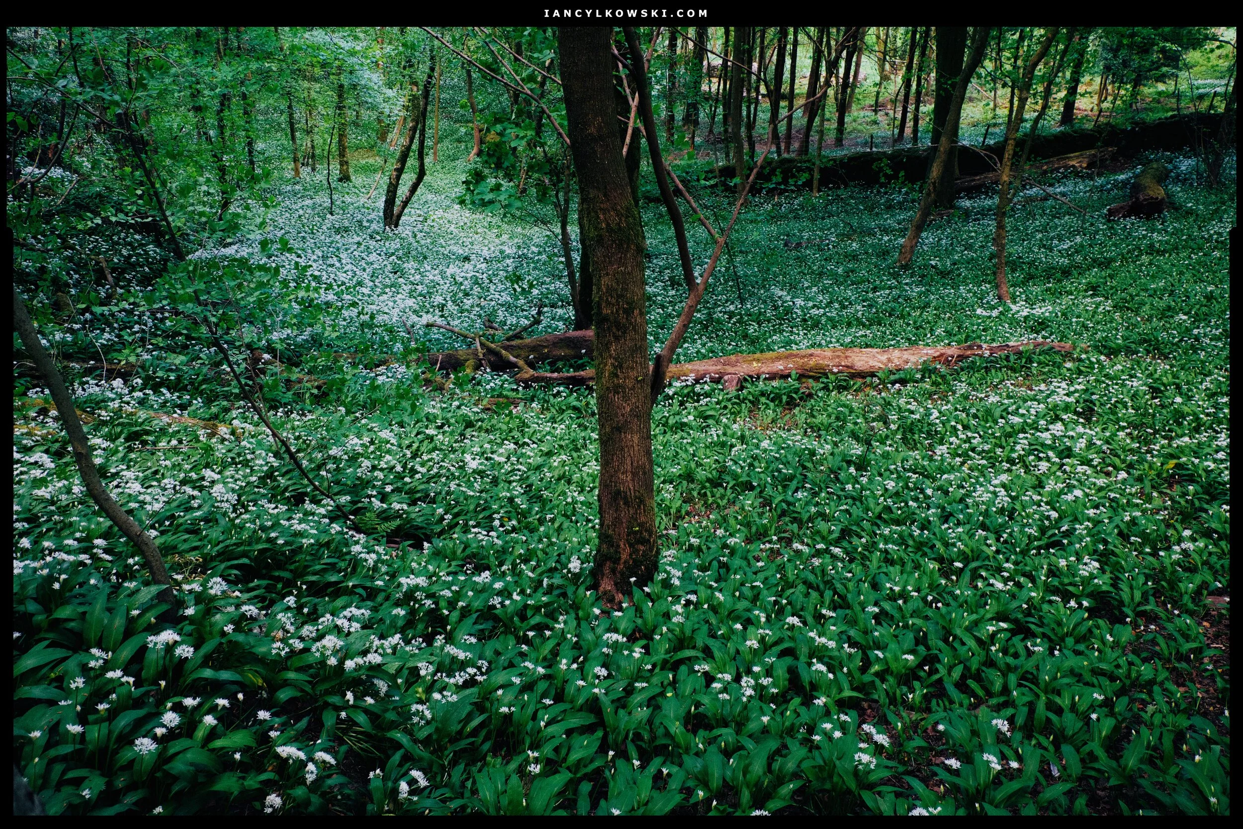 Completely carpeted in wild garlic.