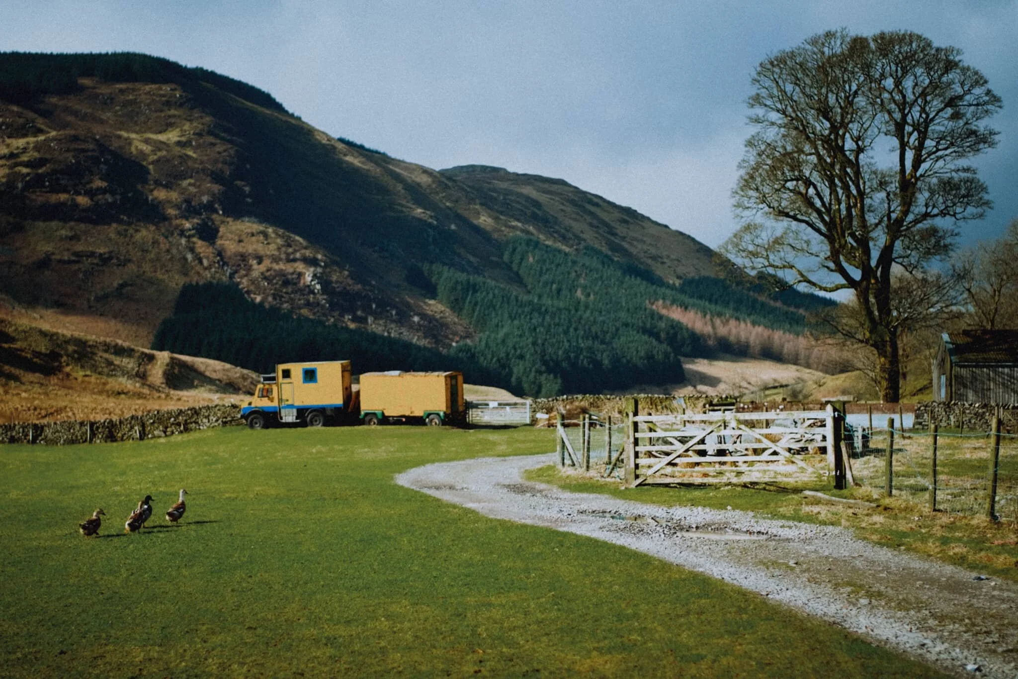 A male mallard and his harem head back to the safety of Lower Borrowdale farm.