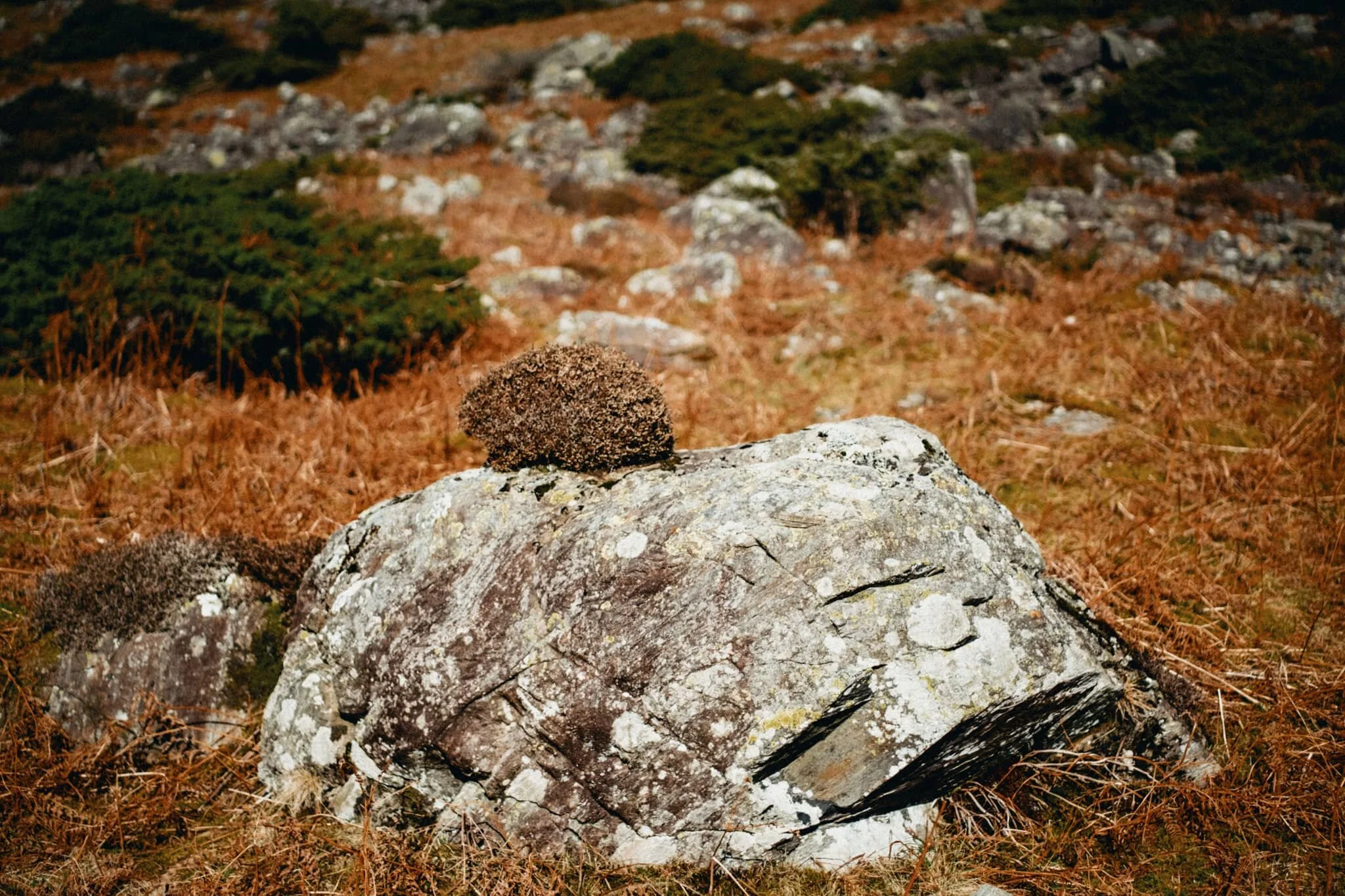 There’s quite a bit of scree around the head of Mosedale, including some sizeable boulders. This one caught my eye for the unusual patch of heather growing out of it.