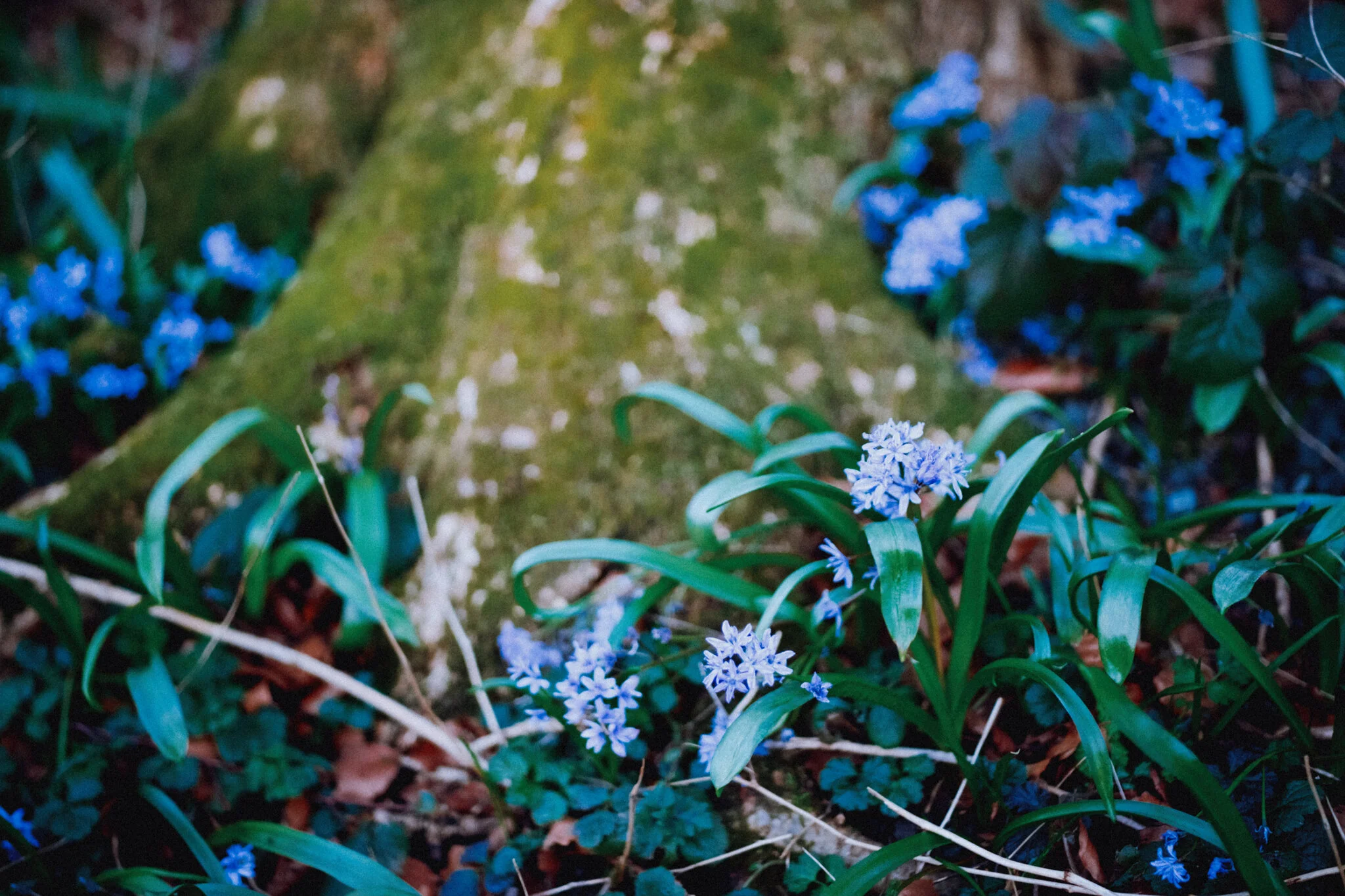 On the entrance to Serpentine Woods we found this lovely patch of flowers in the shade and thought, “Bluebells? Already?!” Turns out, probably not. Google thinks they’re alpine squill, Scilla bifolia .