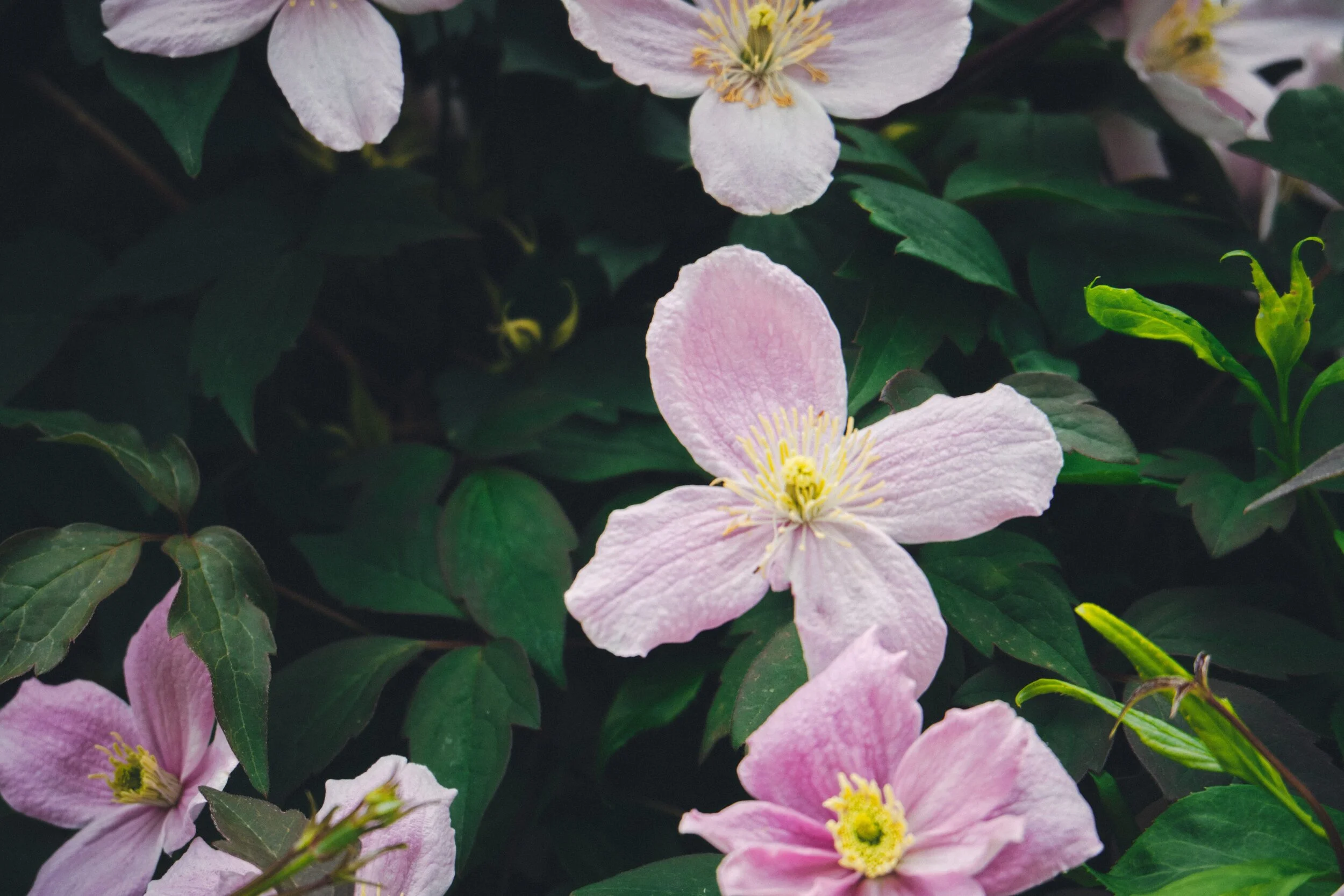Google reckons this is Melastoma malabathricum , otherwise known as “Indian rhododendron”.