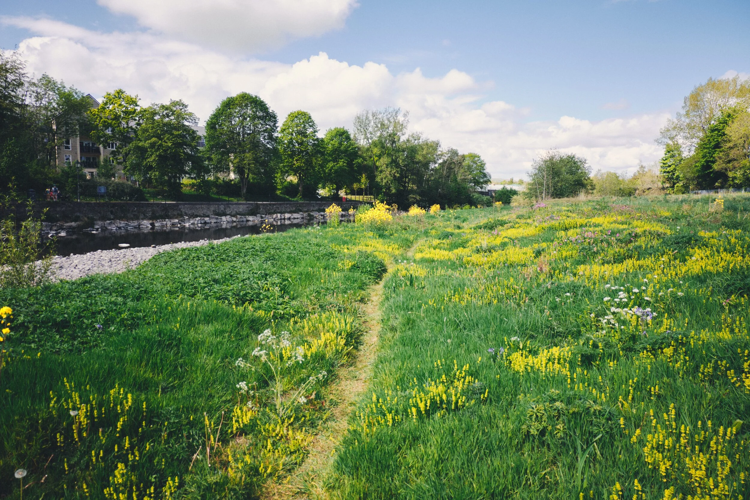 The meadows off the River Kent’s east bank near Mintsfeet has exploded in wild flowers.
