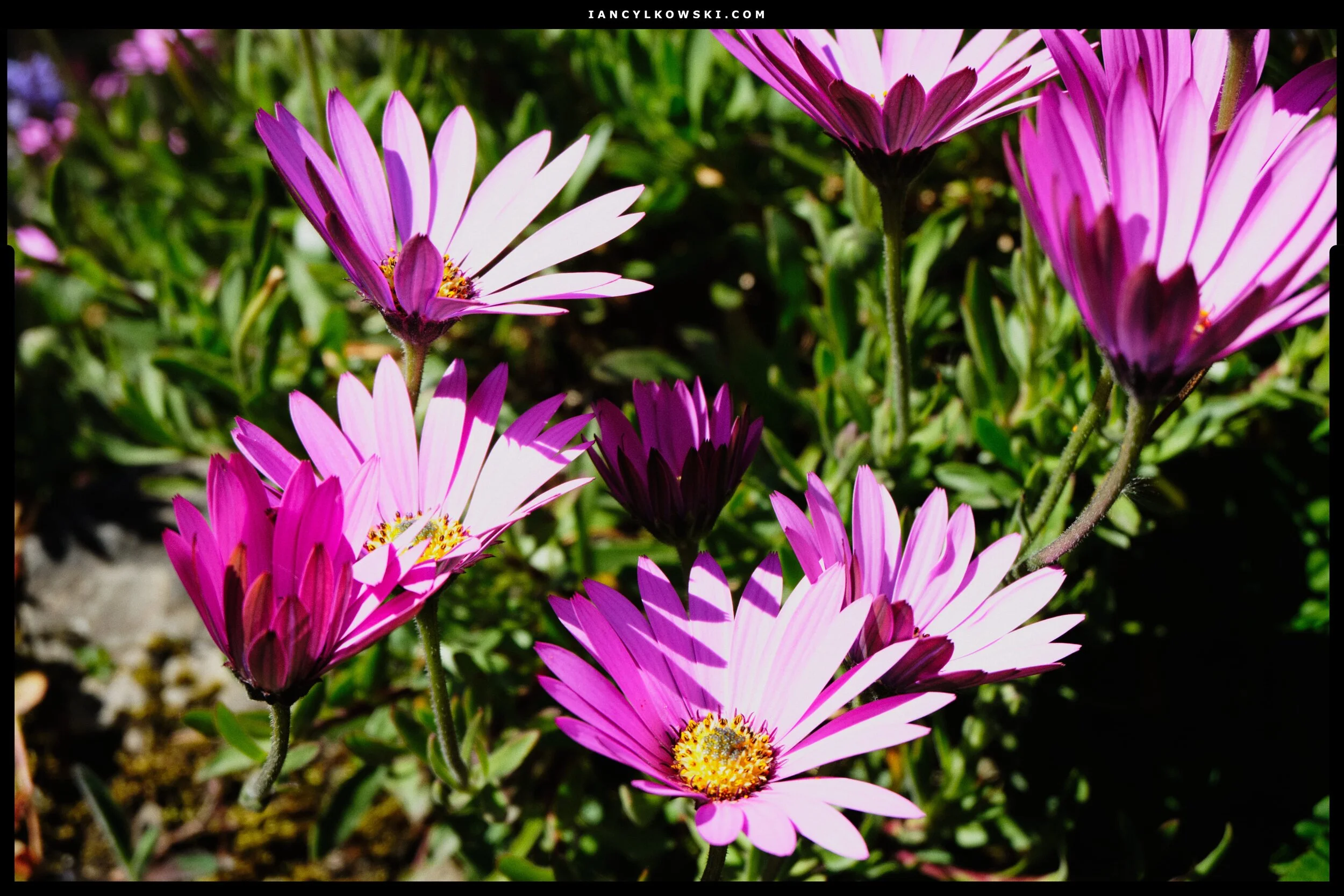 Spotted these beauties growing in someone’s rockery. Google reckons they’re Osteospermum , or “African Daisies”.