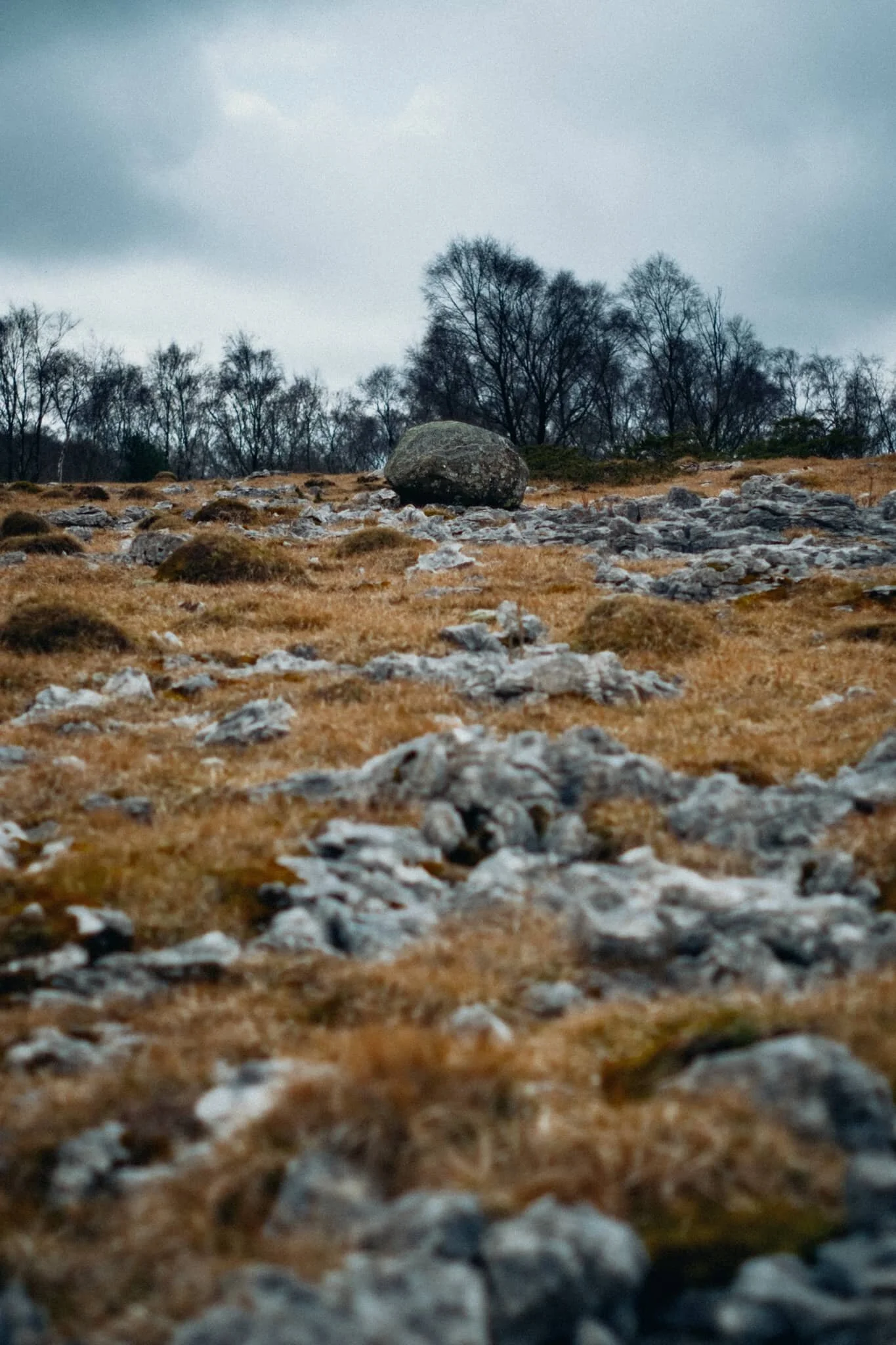 One of many glacial erratics around Whitbarrow, physical testament to the fell’s ice age history.